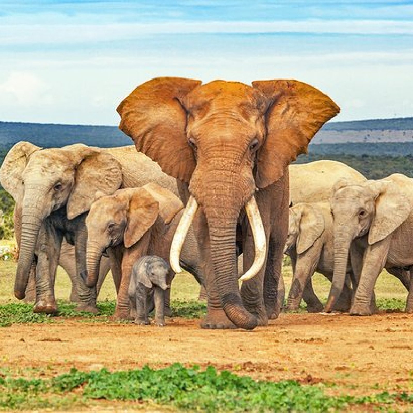 Addo Elephant National Park, Eastern Cape