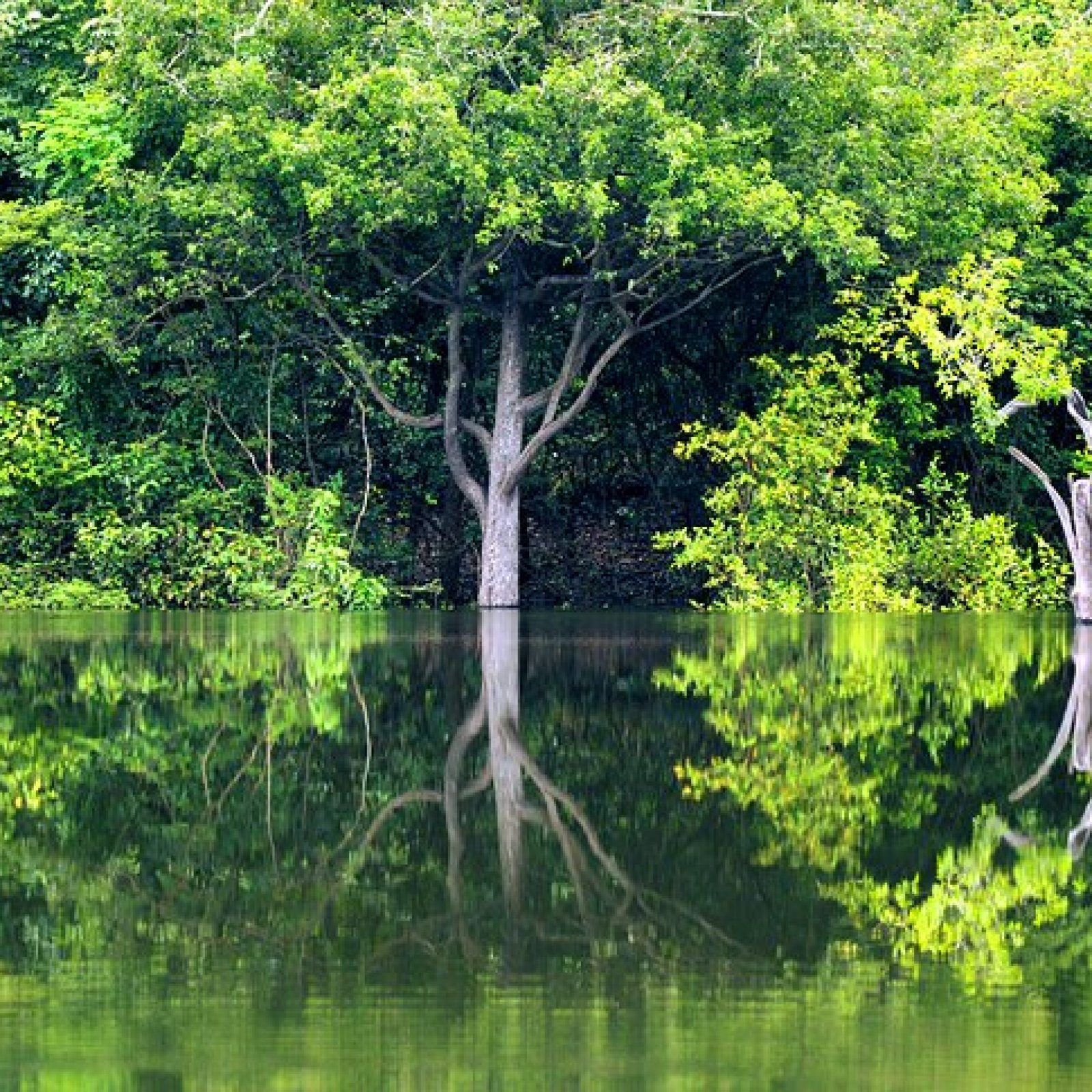 Amazon Rainforests