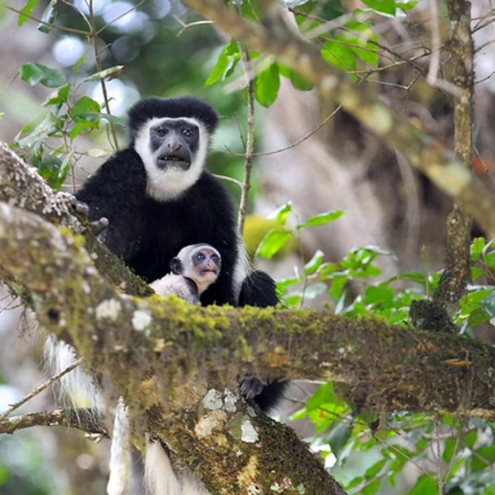 Arusha National Park