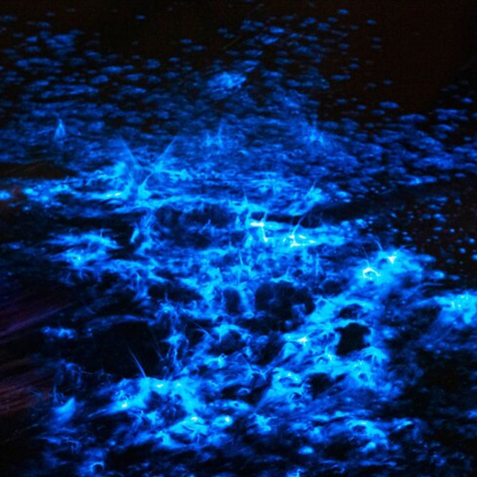 Bioluminescent Bay at La Parguera in Lajas