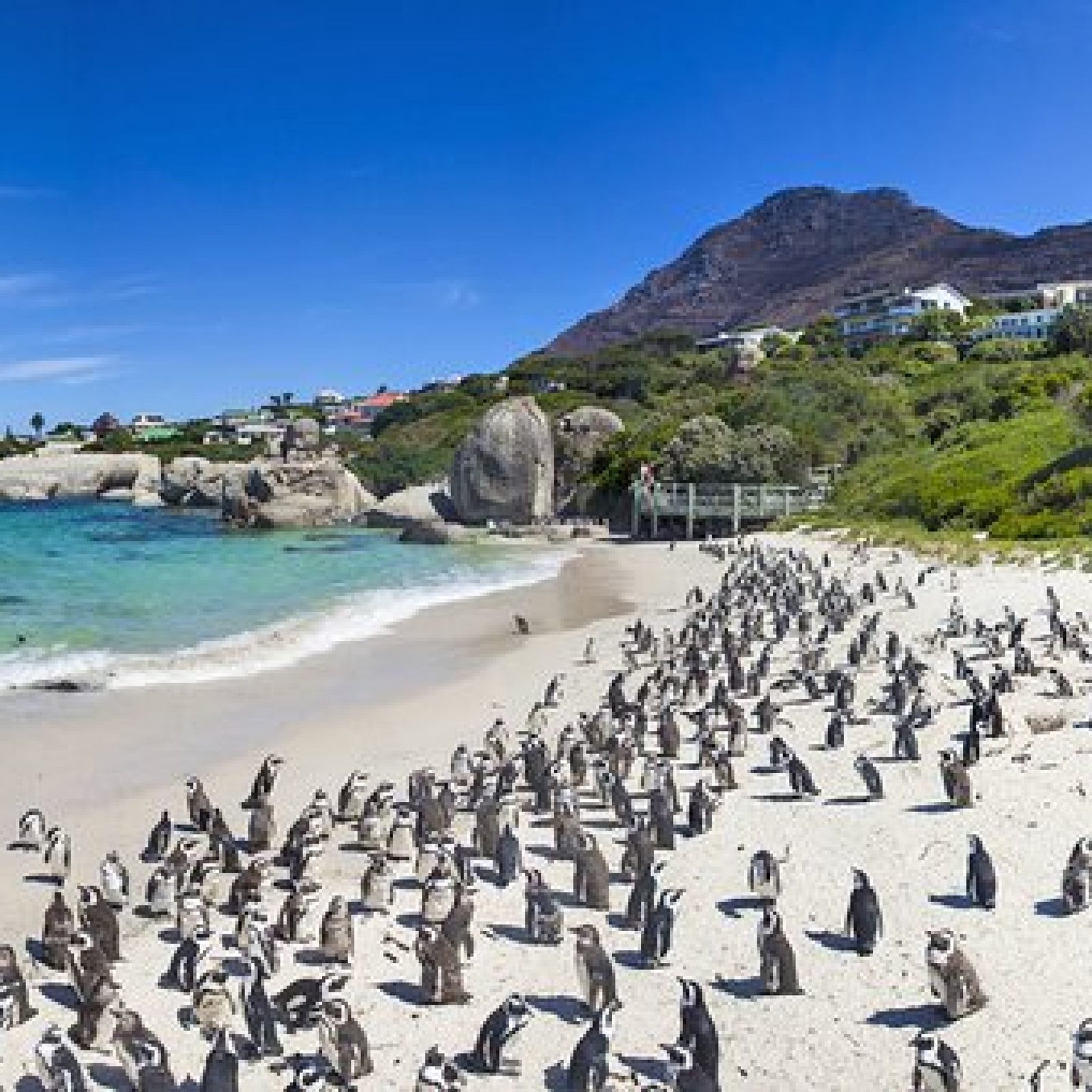 Boulders Penguin Colony, Western Cape
