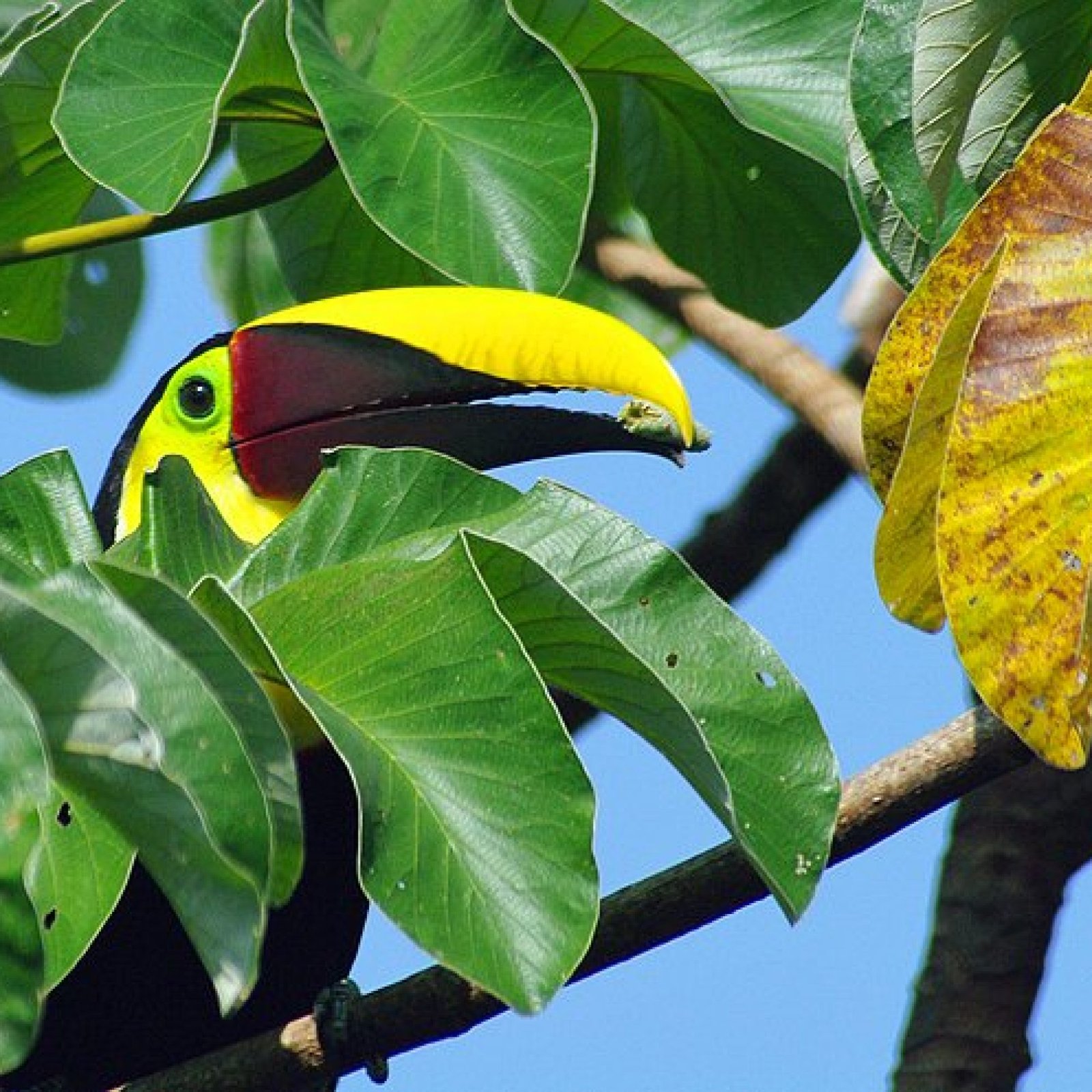 Braulio Carrillo National Park