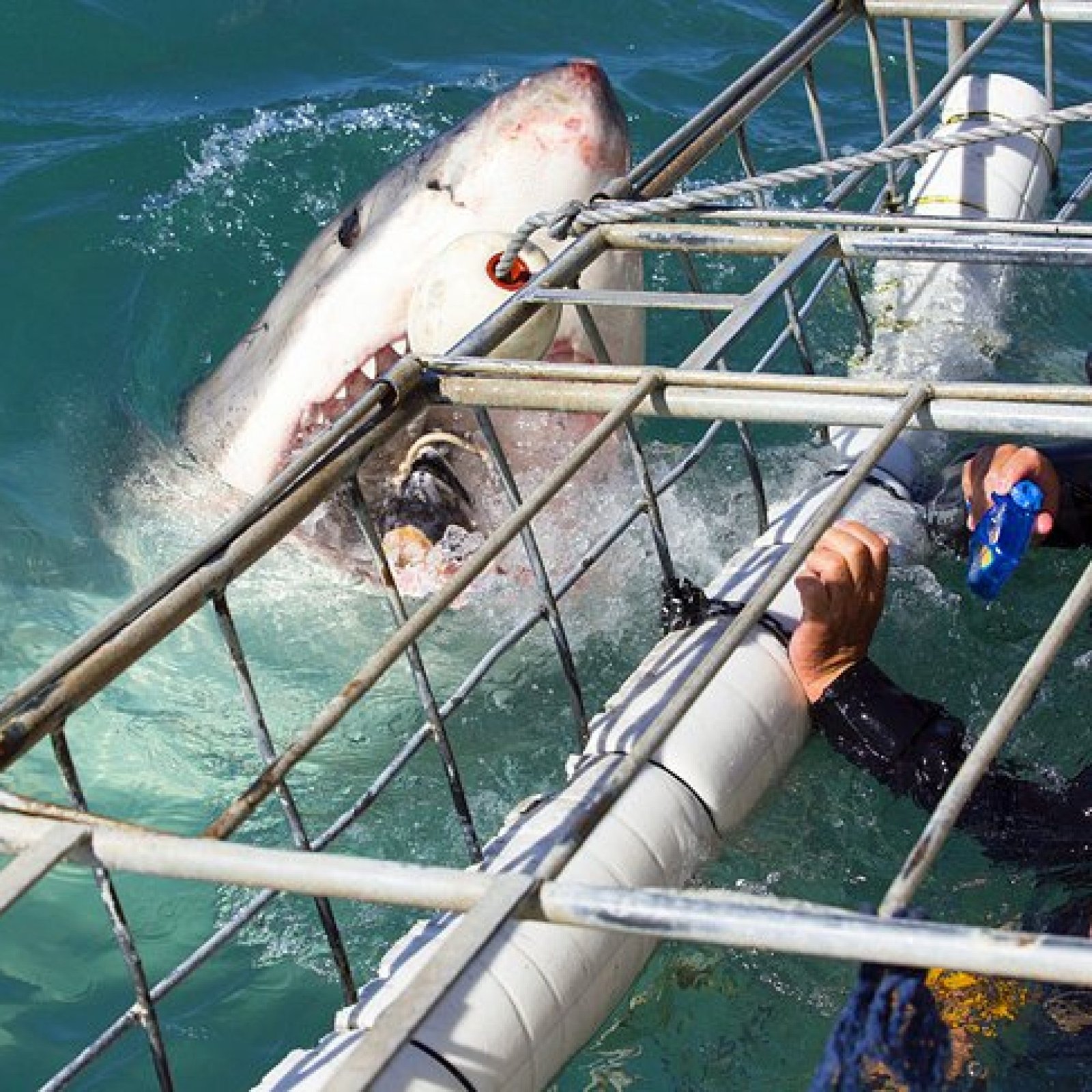 Cage Dive with Great White Sharks