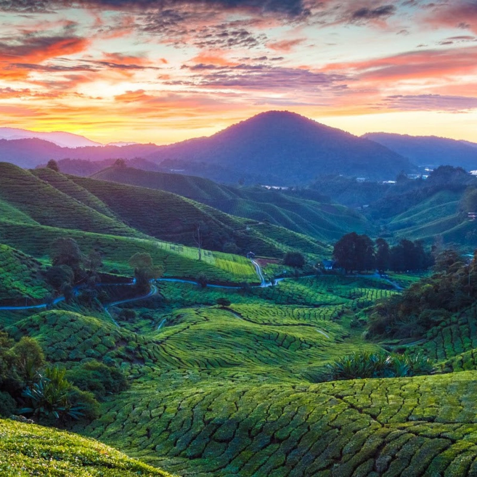 Cameron Highlands