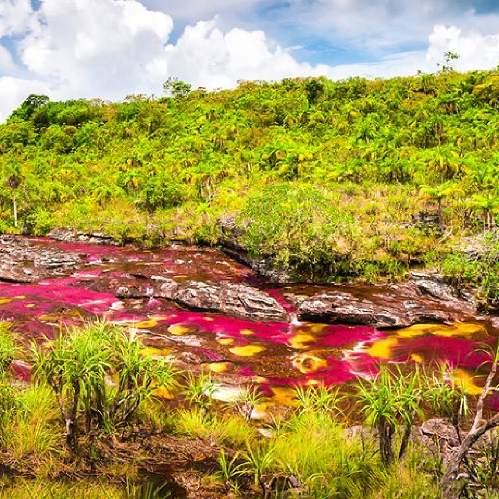 Caño Cristales