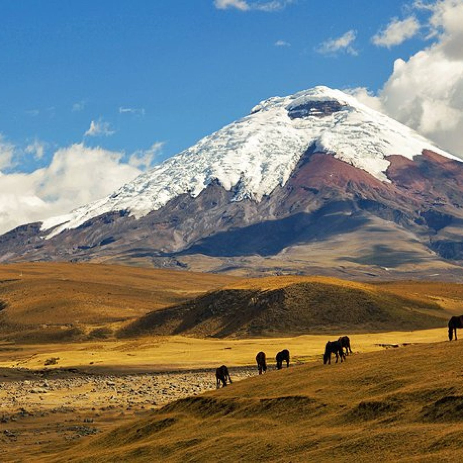 Cotopaxi and Cajas National Parks