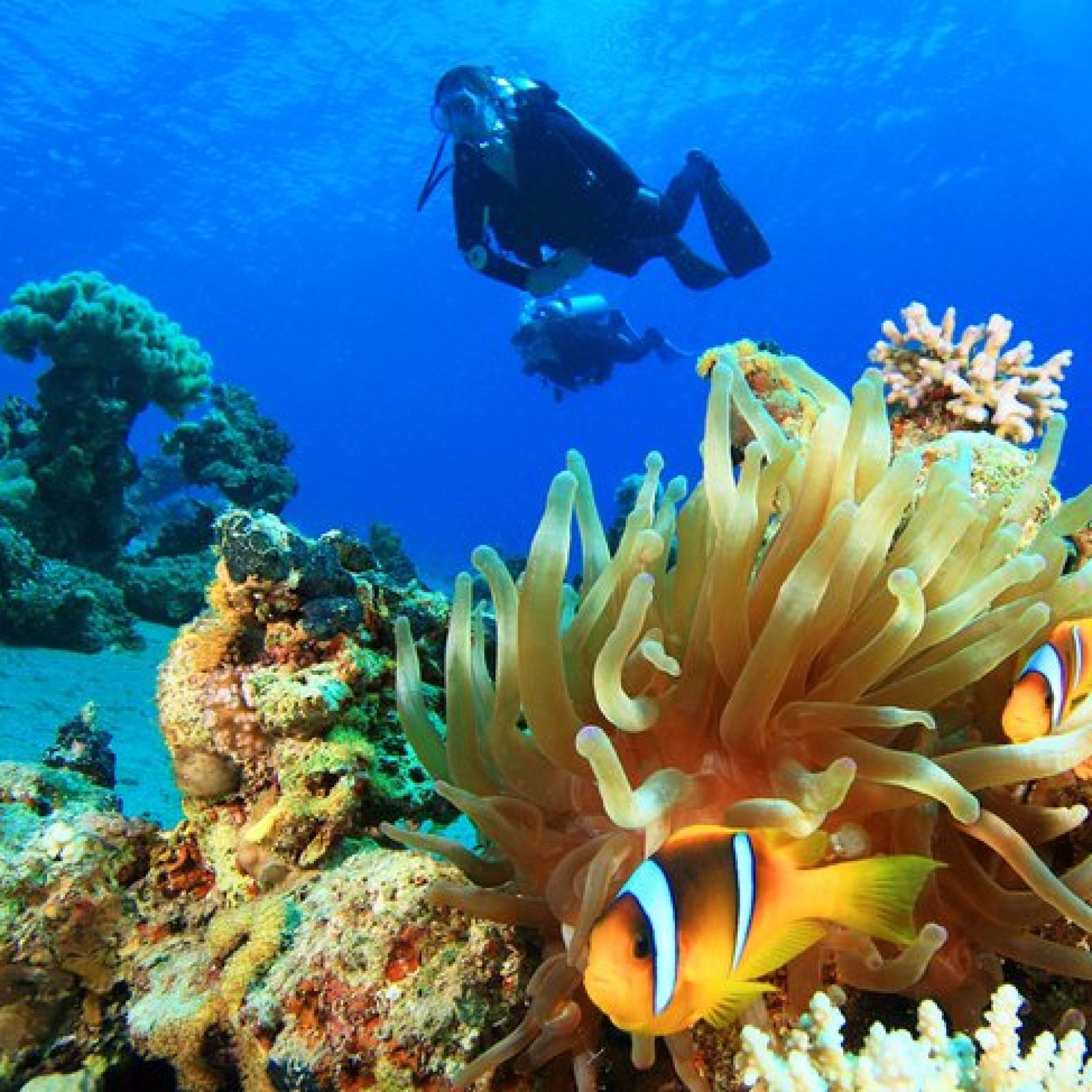 Diving the Red Sea