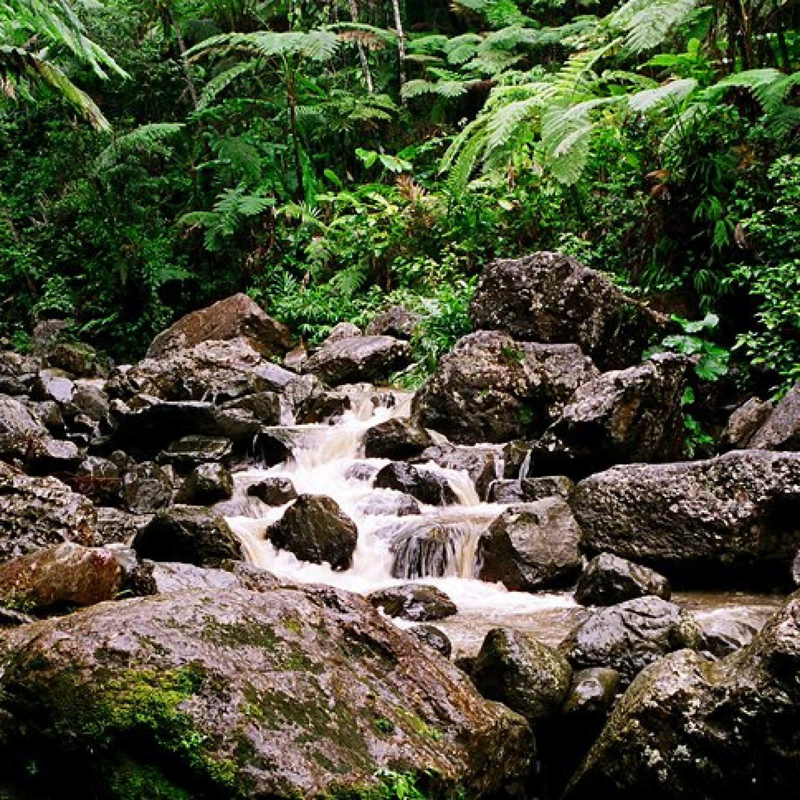 El Yunque National Forest