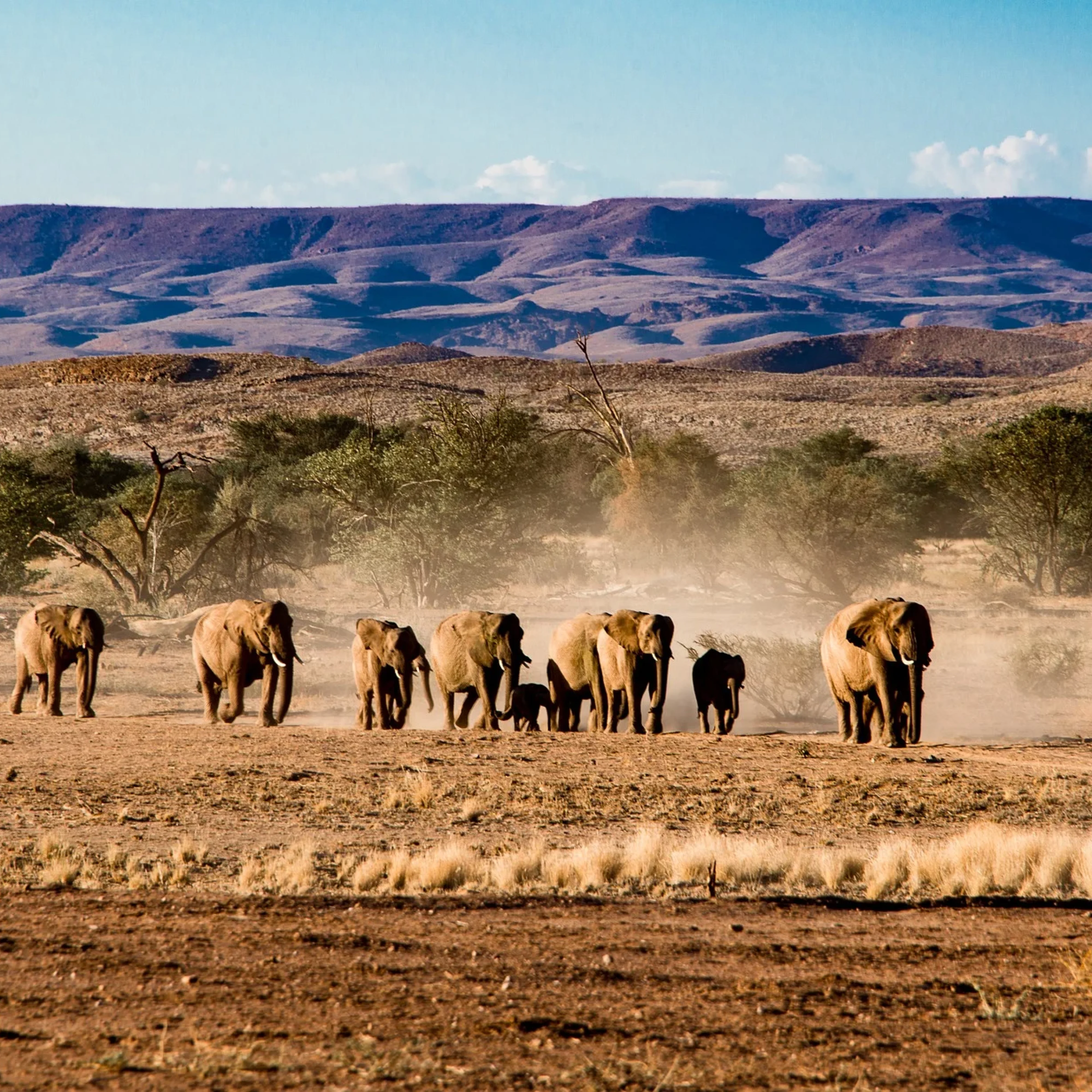 Etosha National Park