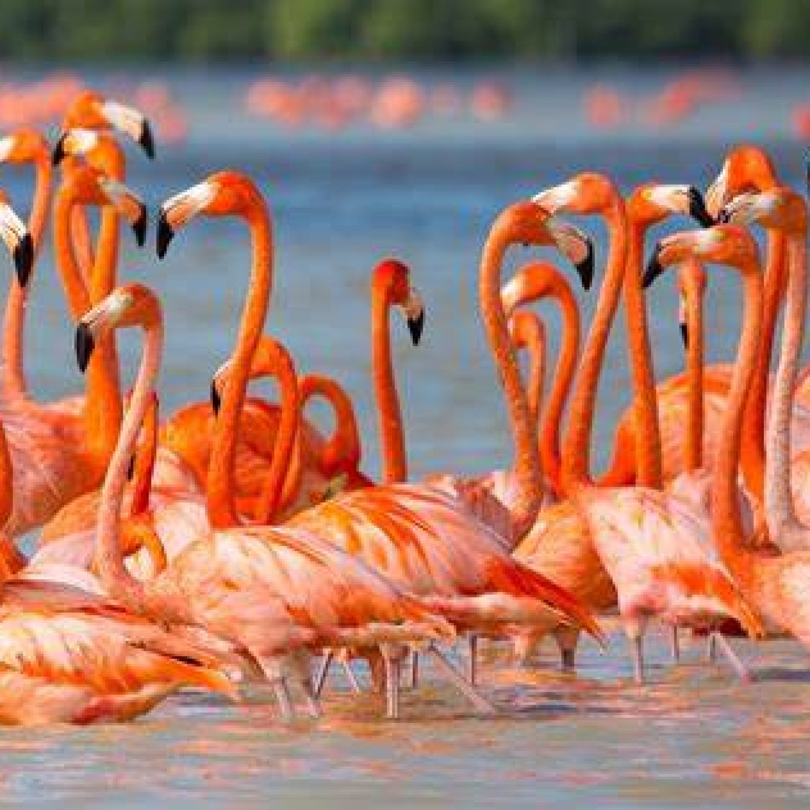 Flamingo Colony