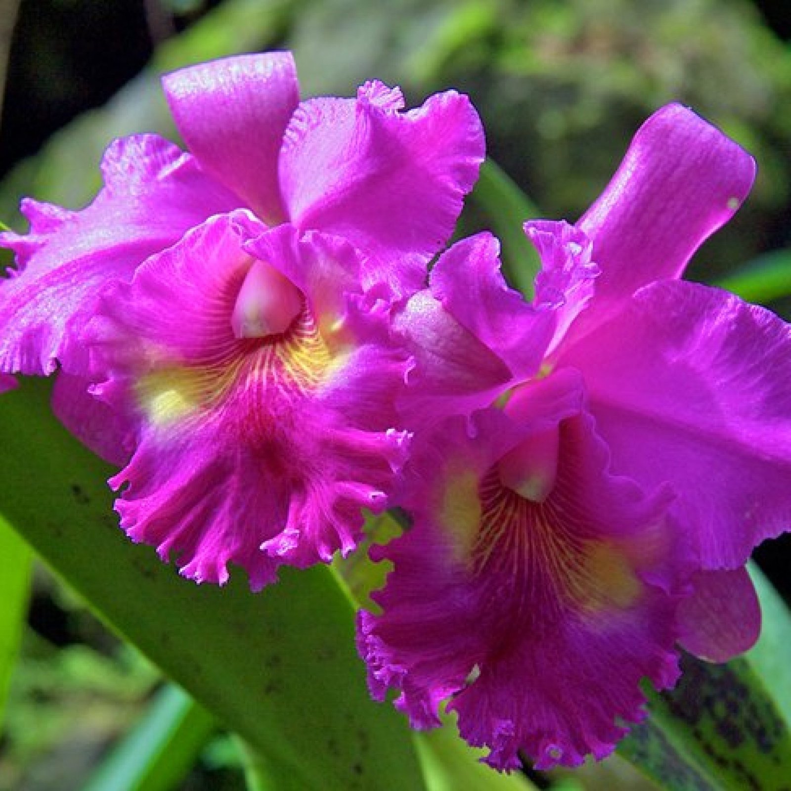 Garden of the Sleeping Giant and Sabeto Hot Springs, Viti Levu