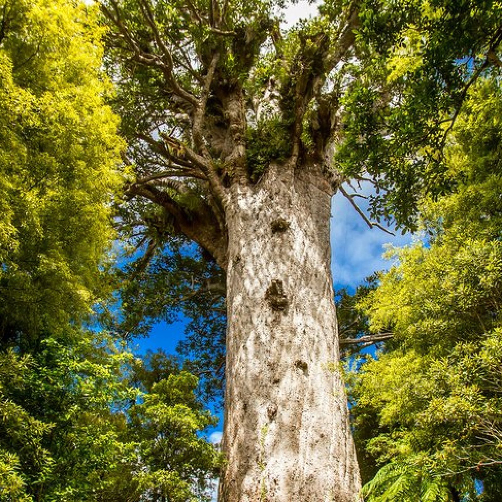 Giant Kauri Trees, North Island