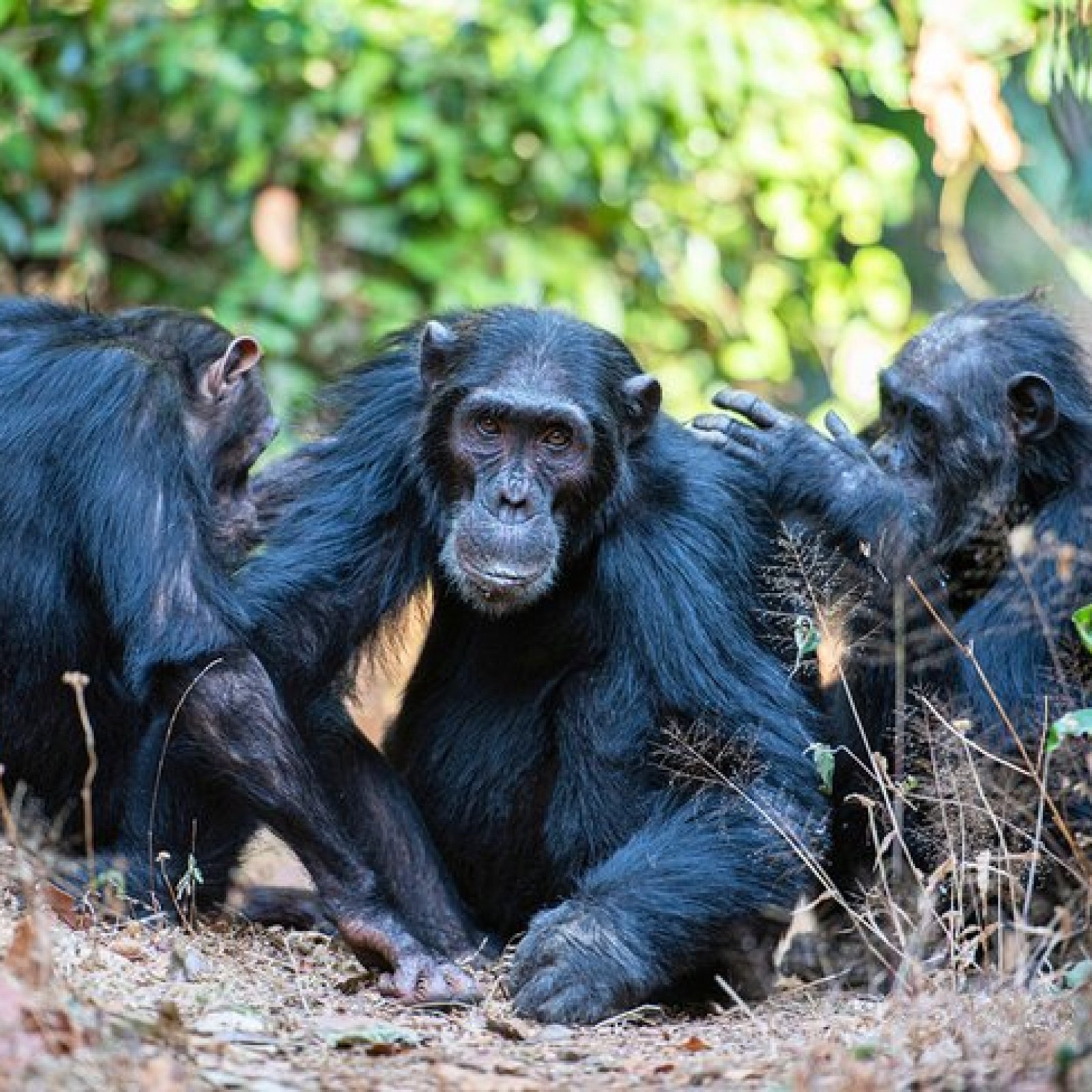 Gombe Stream National Park