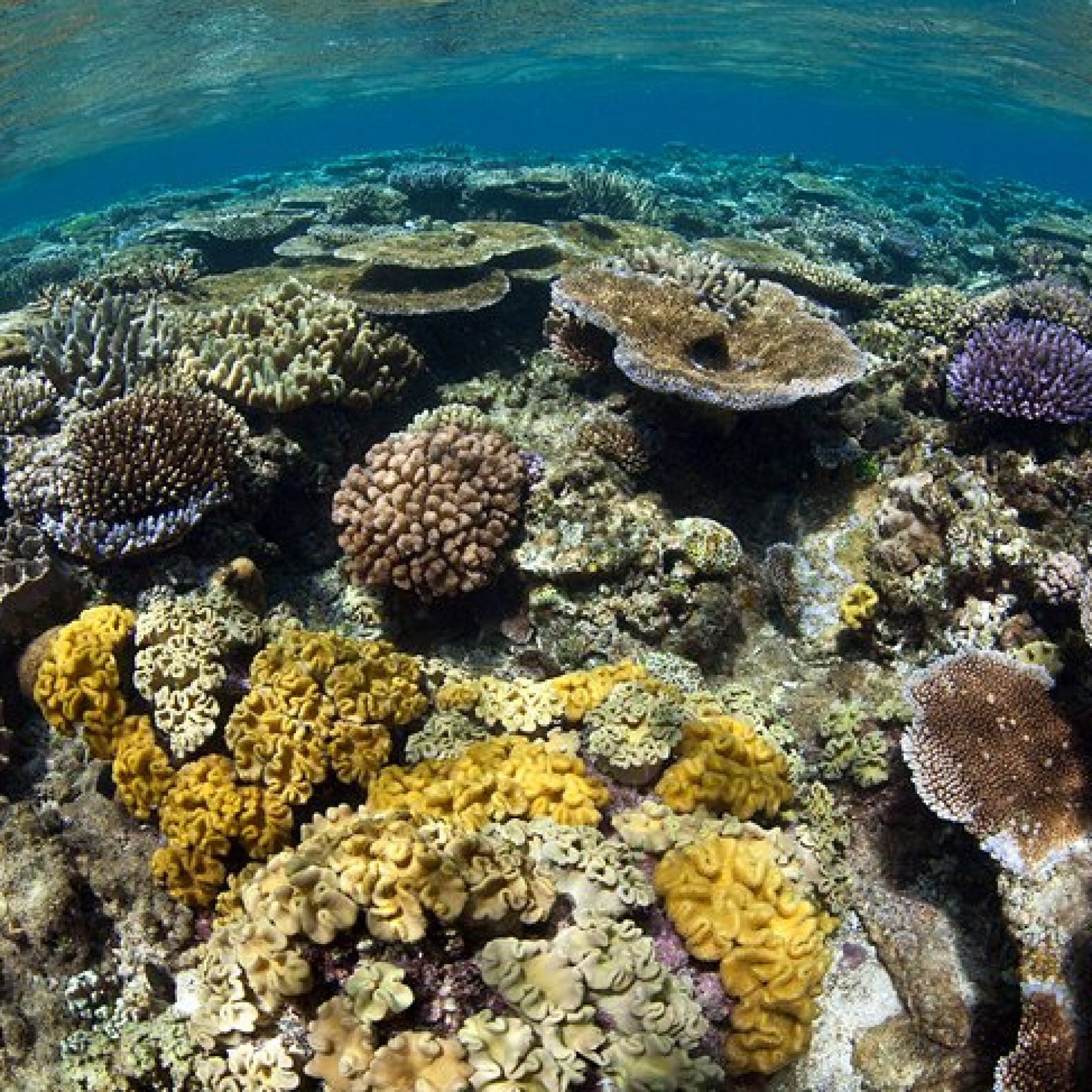 Great Astrolabe Reef, Kadavu
