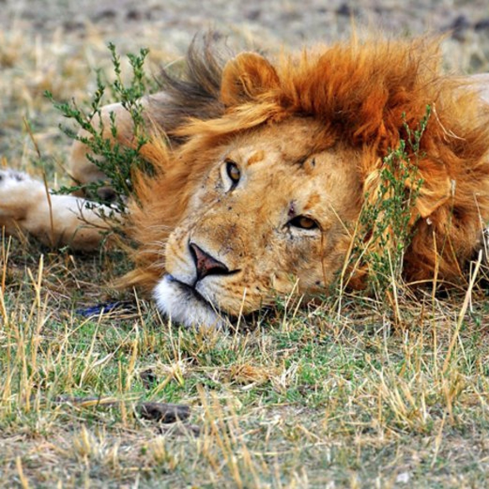 Katavi National Park