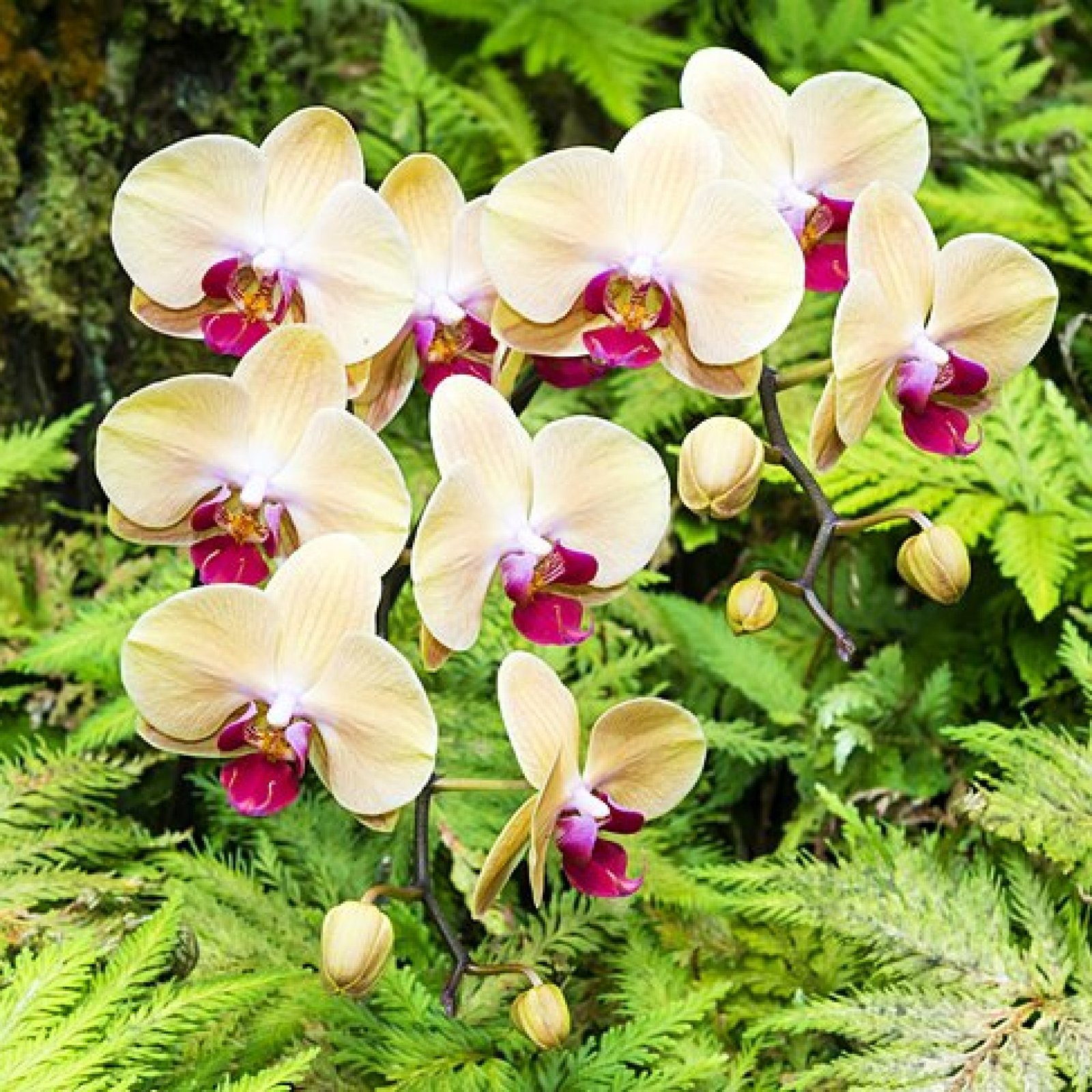Kauai’s Botanical Gardens