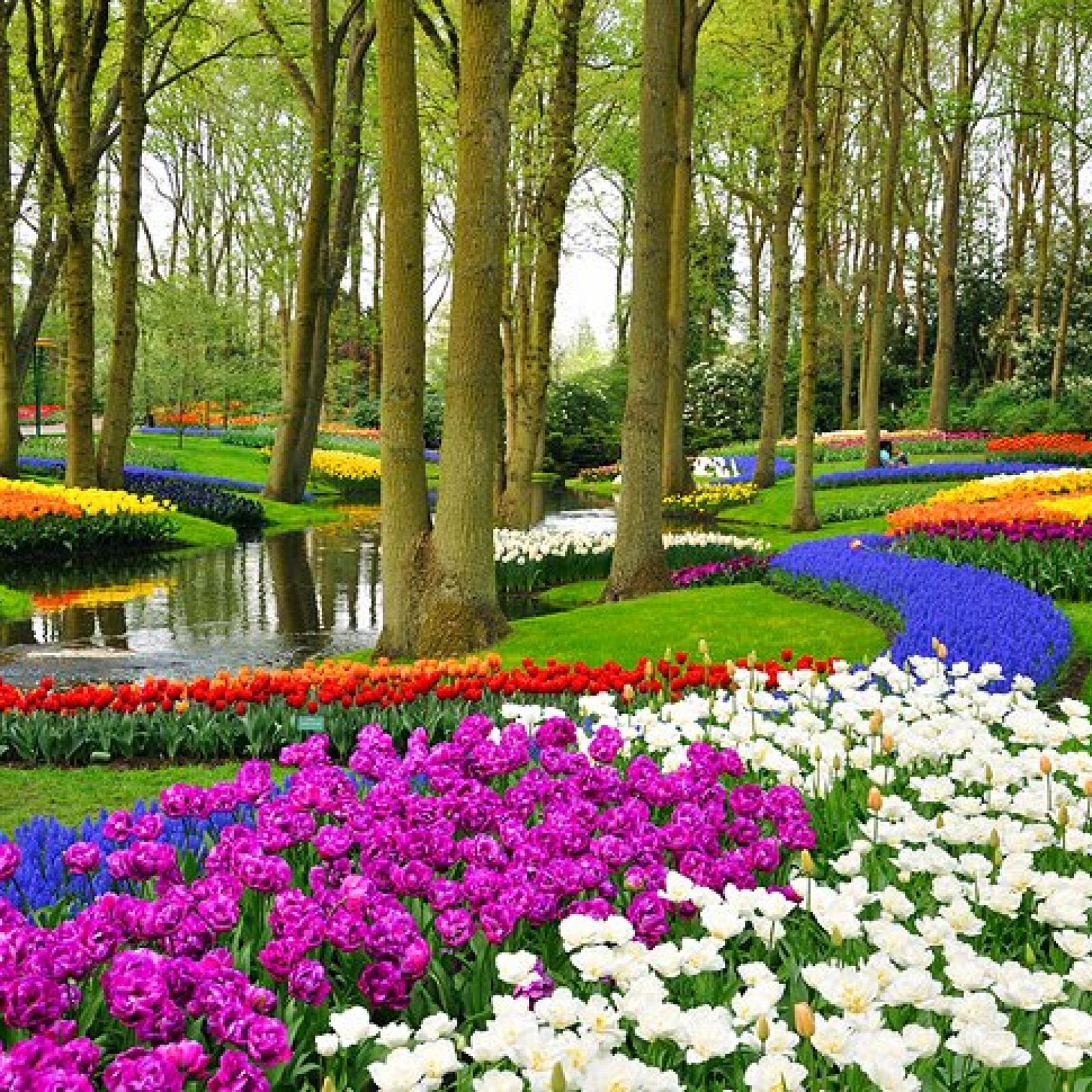 Keukenhof, Lisse