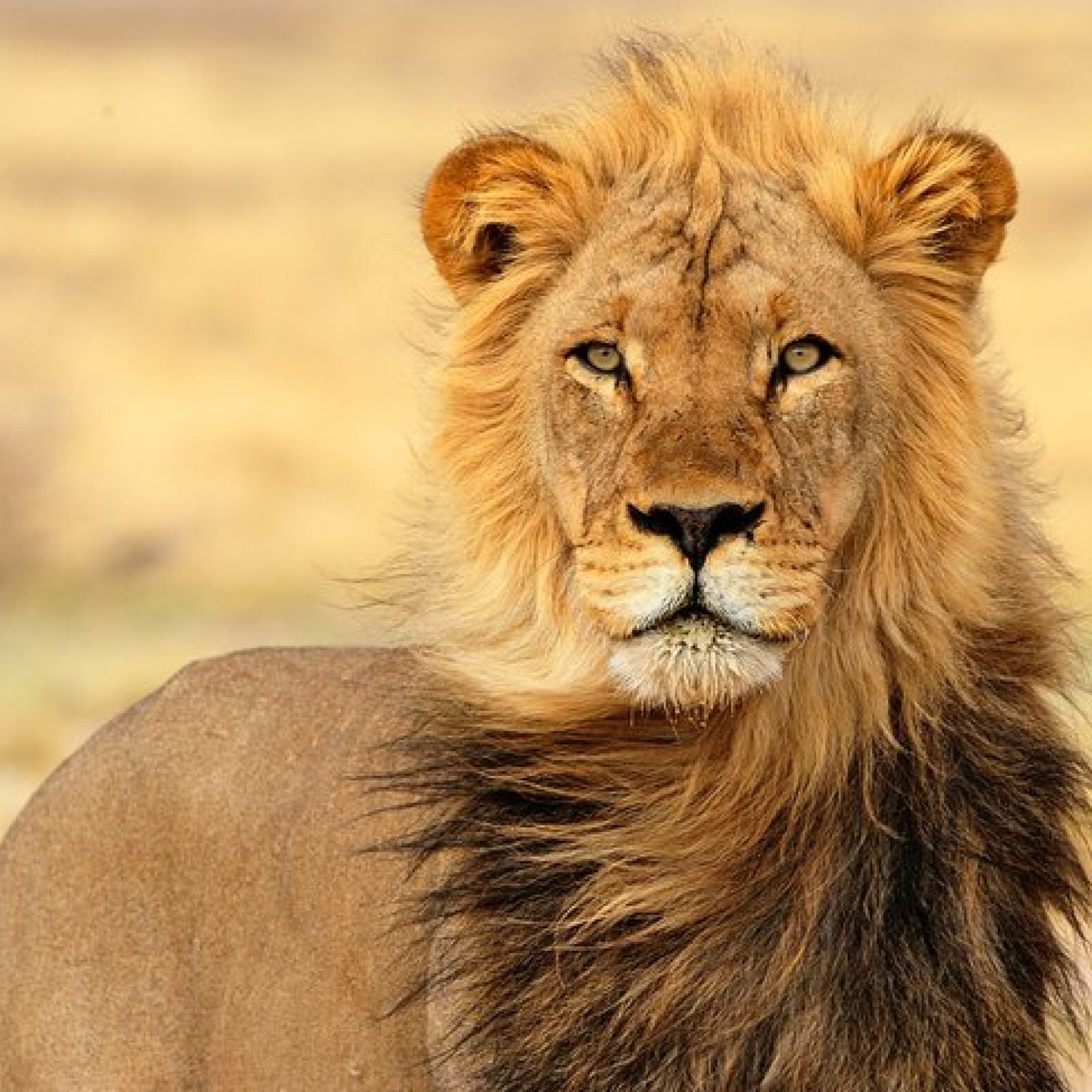Kgalagadi Transfrontier Park, Northern Cape