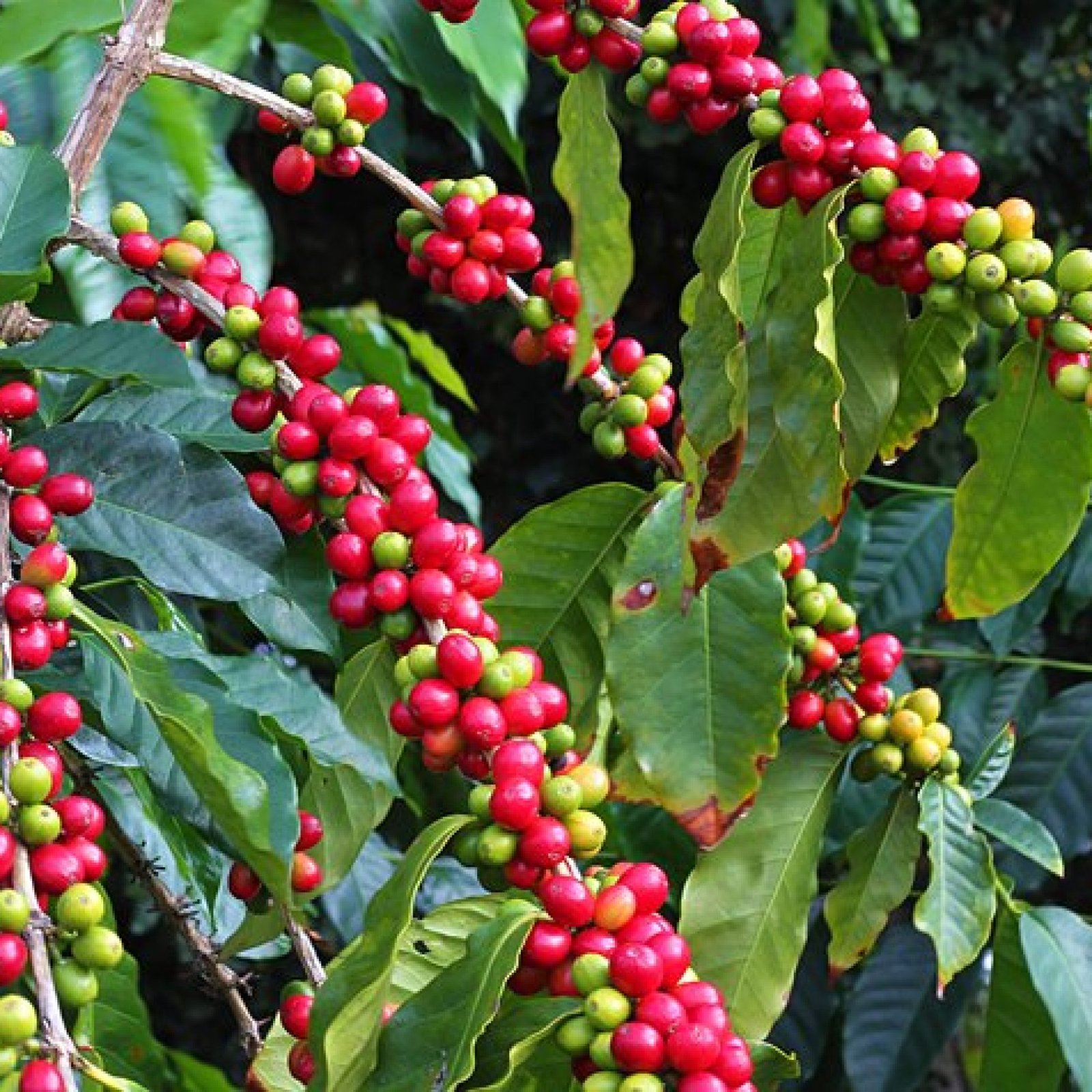 Kona Coffee Living History Farm, Hawaii