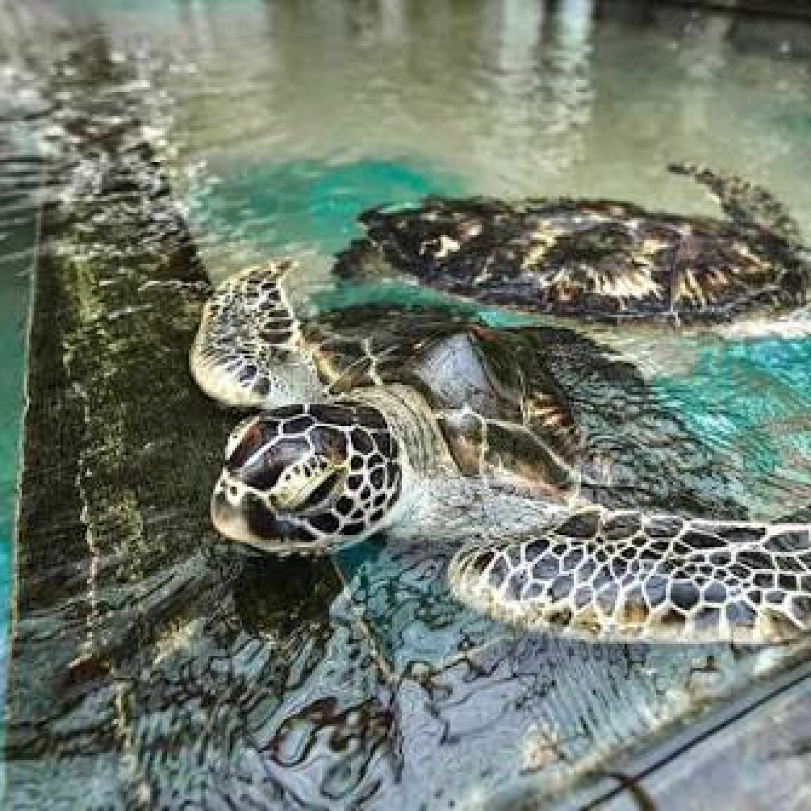 Kosgoda Turtle Hatchery