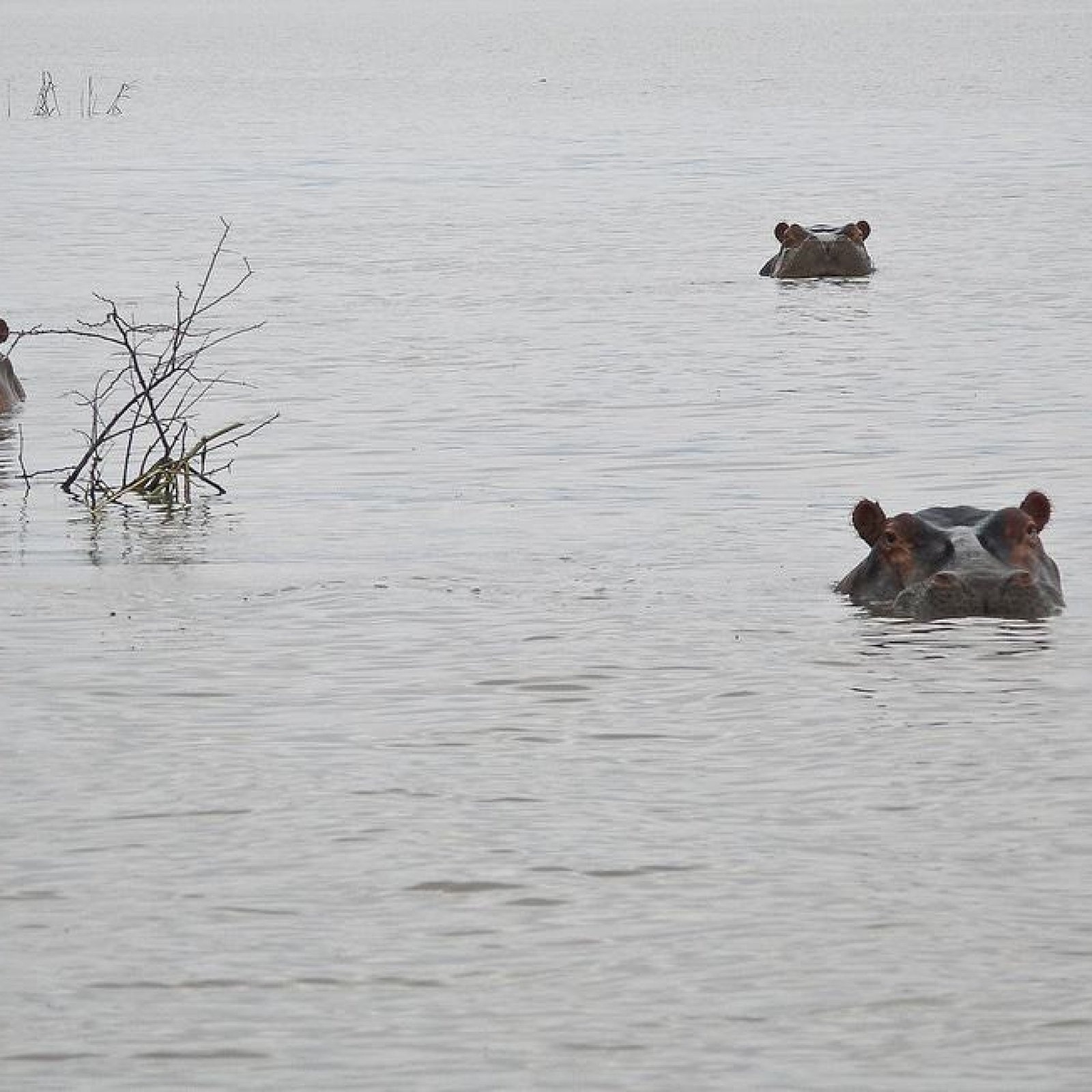Lake Chamo ‘Crocodile Market’