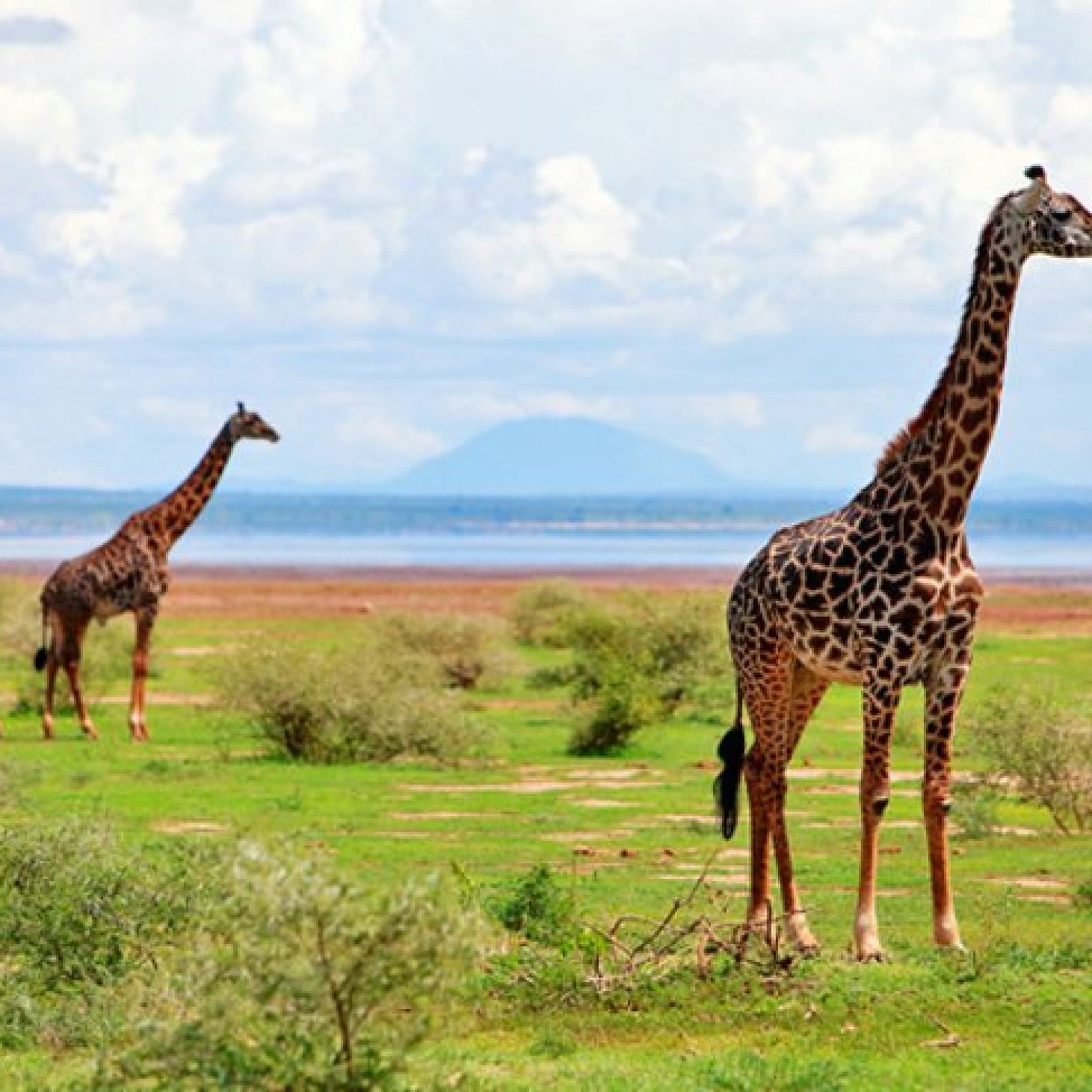 Lake Manyara National Park