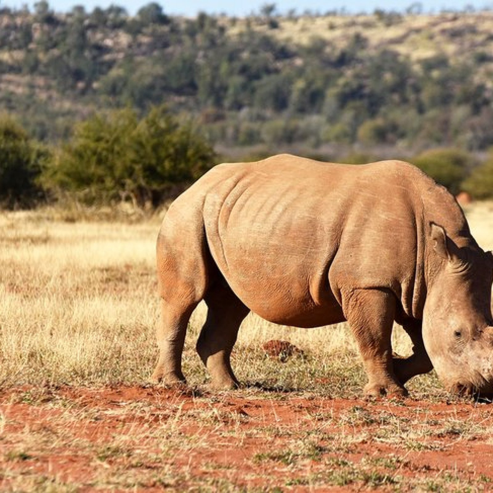 Madikwe Game Reserve, North West Province