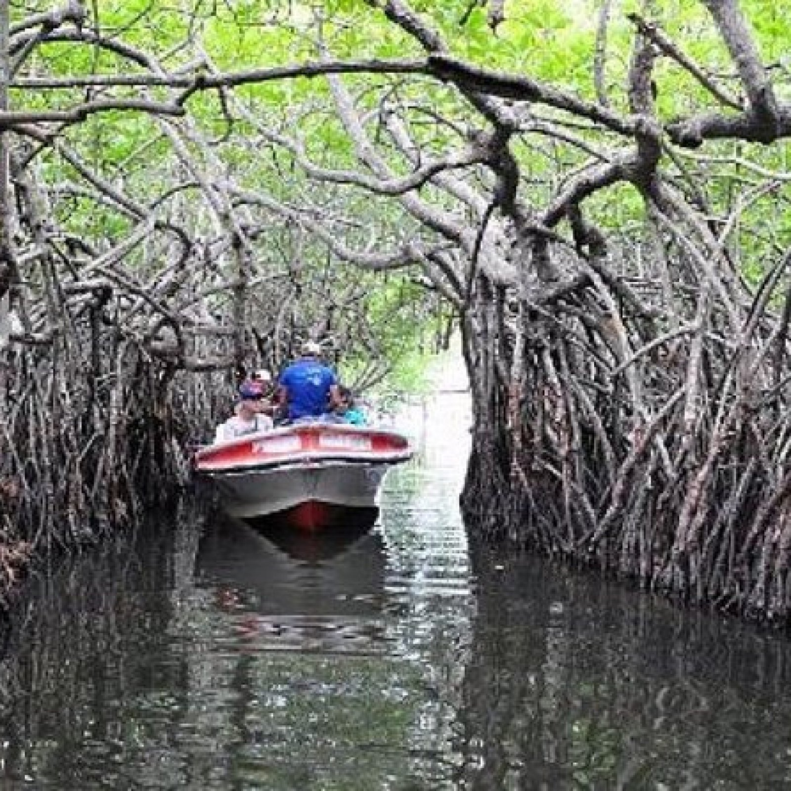 Madu Mangrove Forests