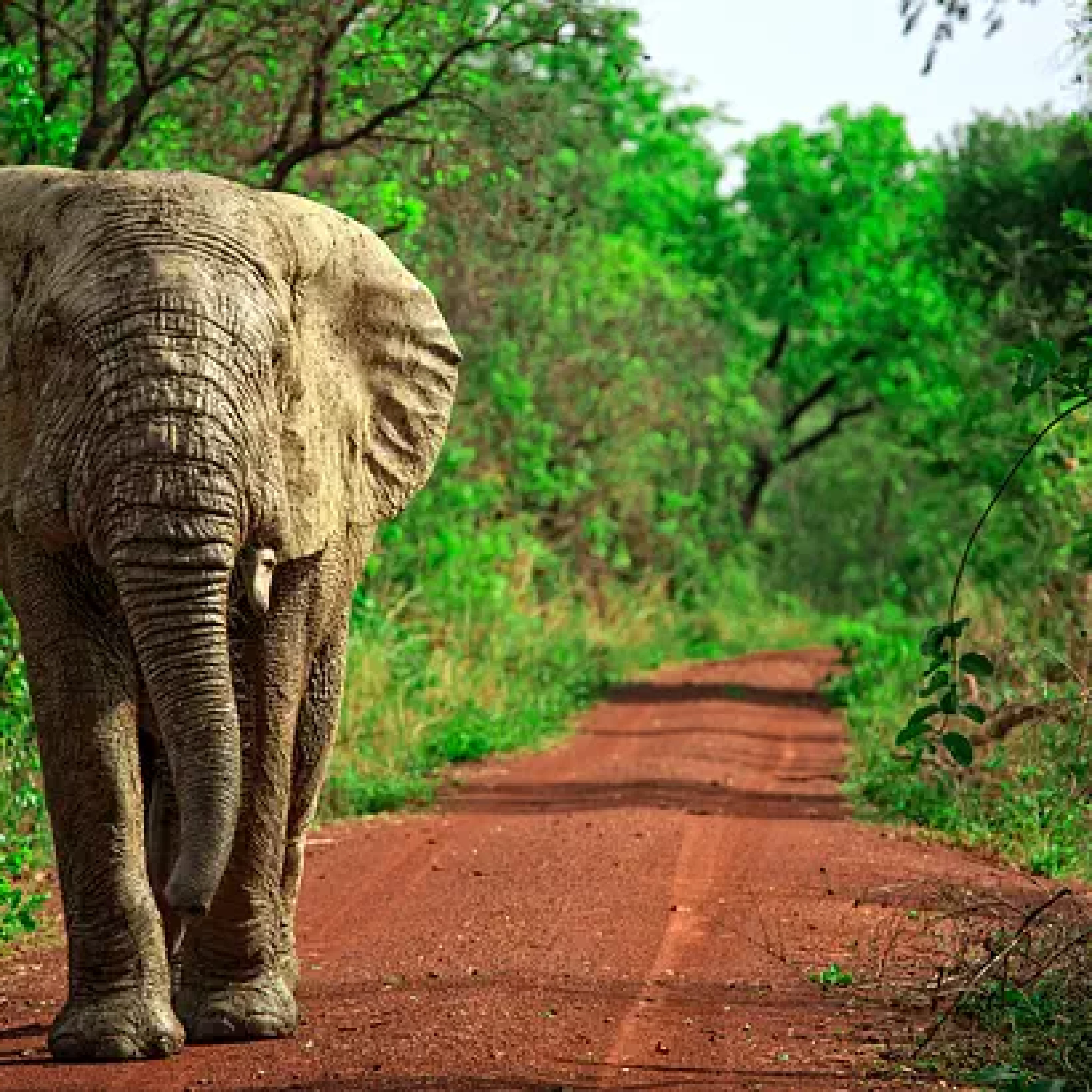 Mole National Park