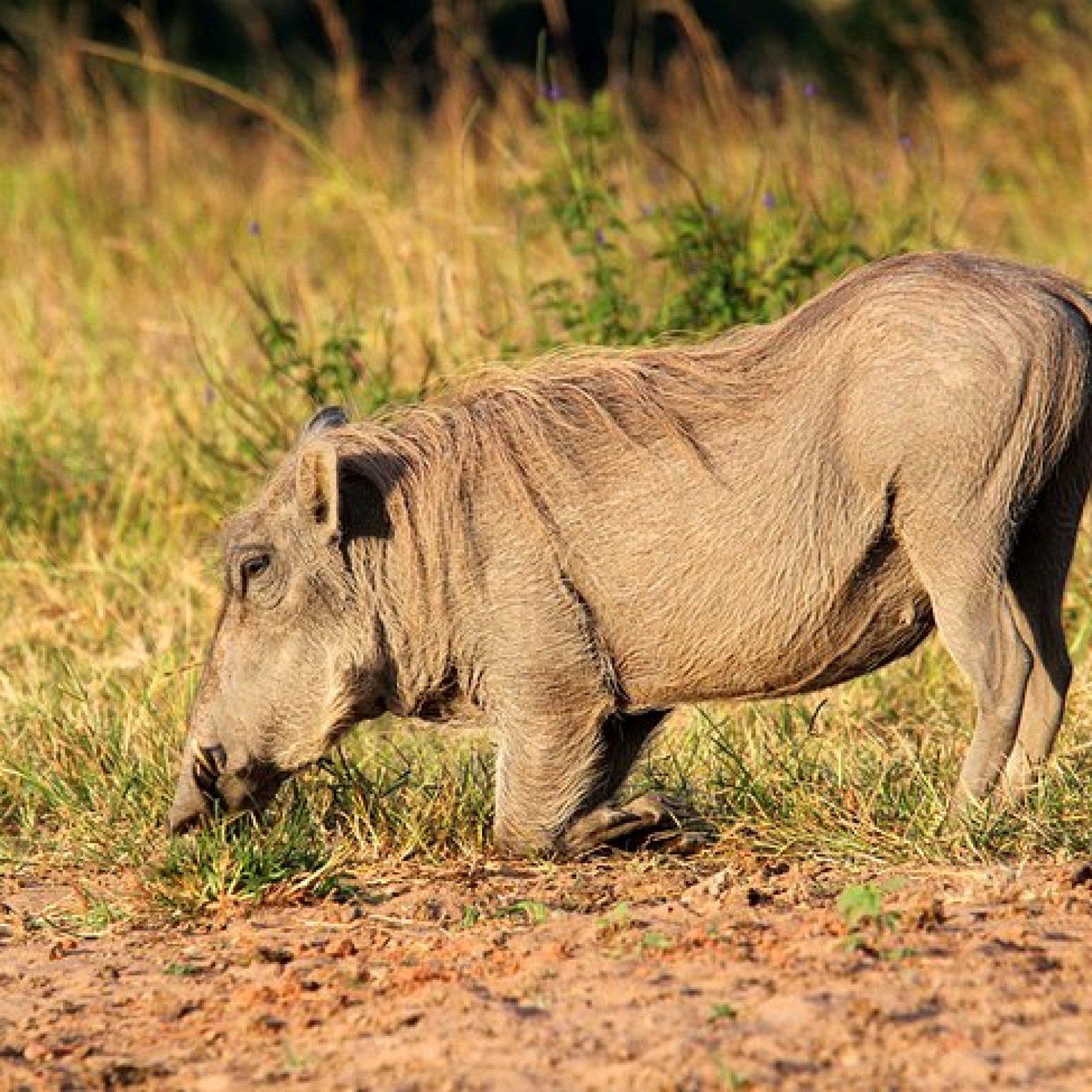 Mombasa – Shimba Hills National Reserve