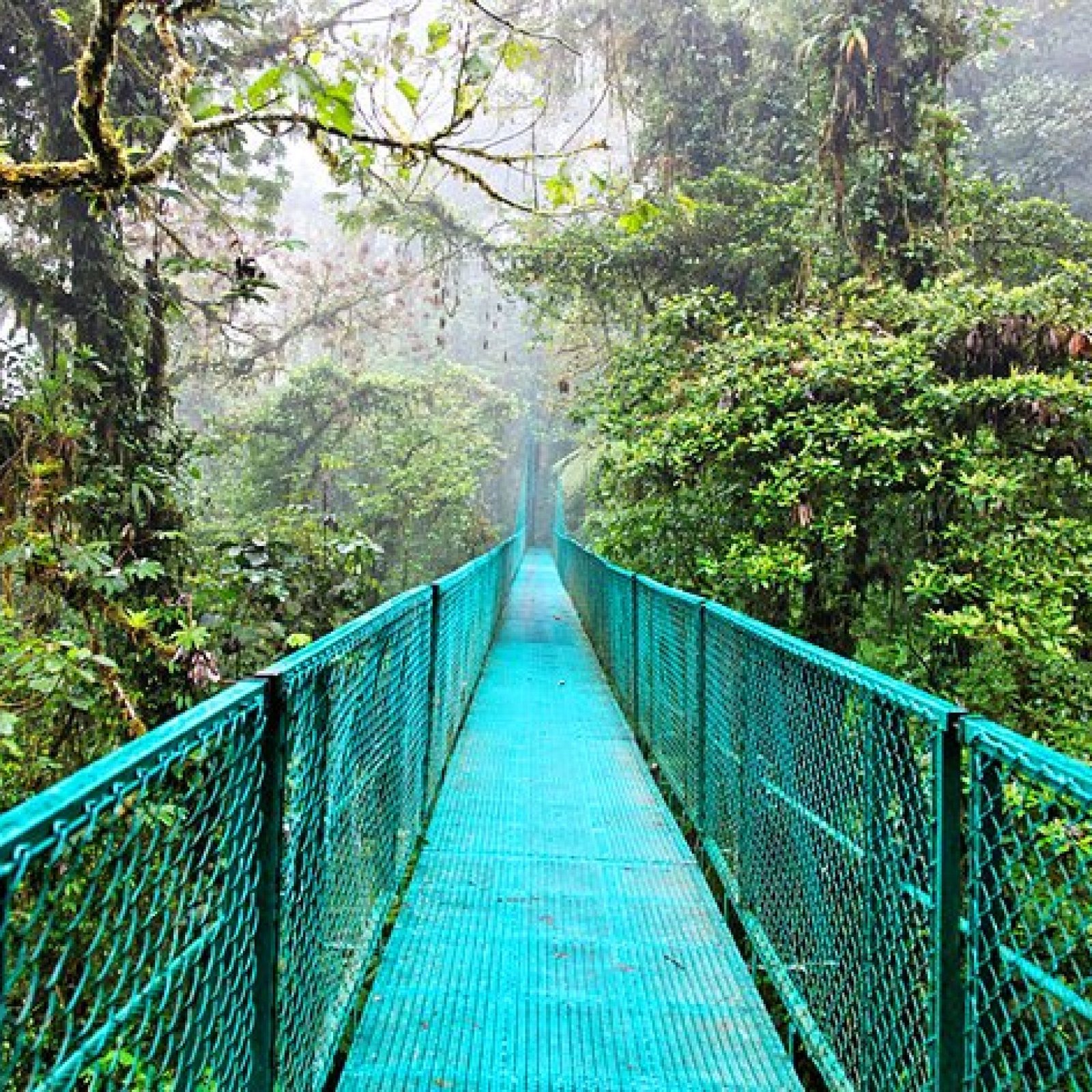 Monteverde and the Cloud Forests