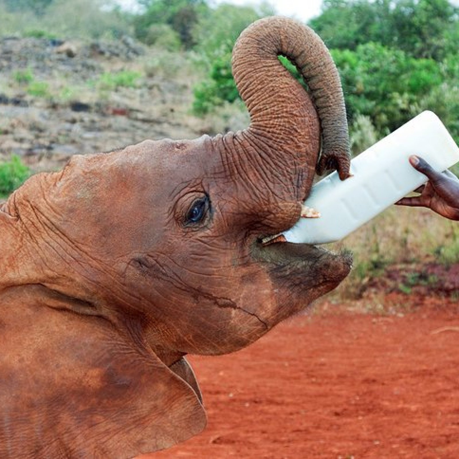 Nairobi – David Sheldrick Wildlife Trust