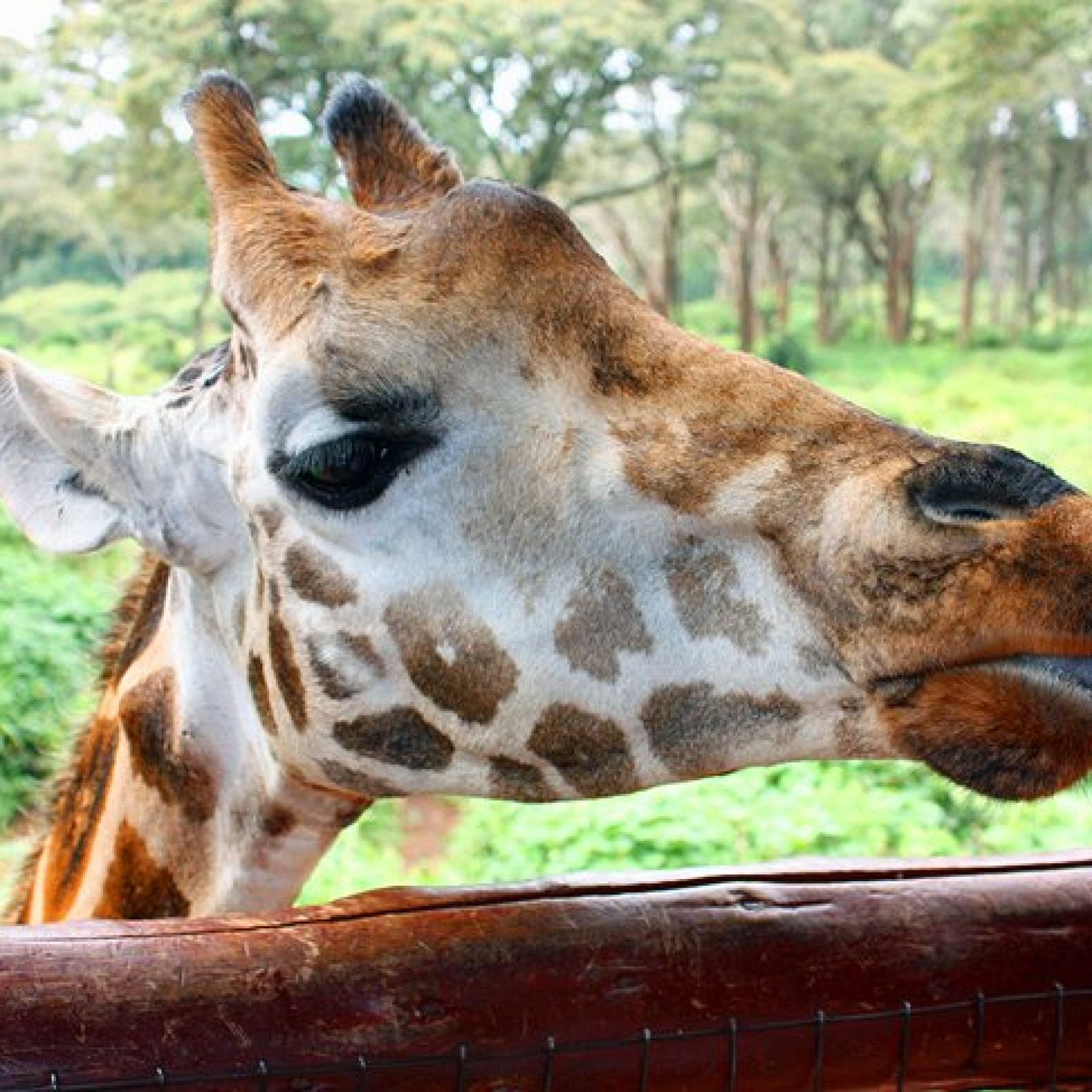 Nairobi – Giraffe Centre