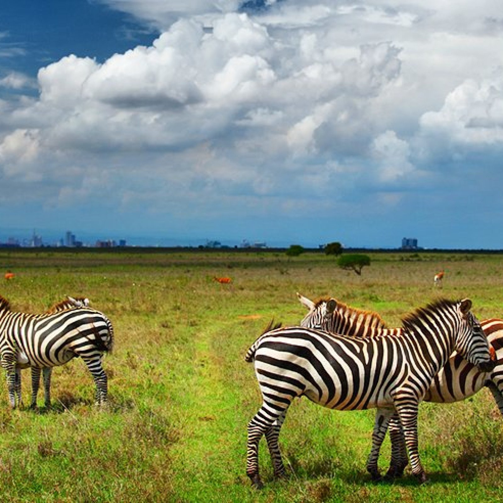 Nairobi – National Park