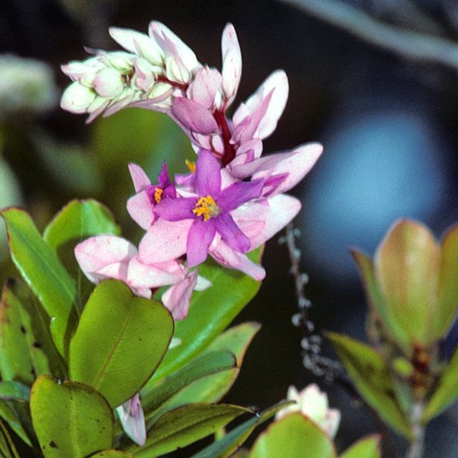 National Botanical Garden of Cuba