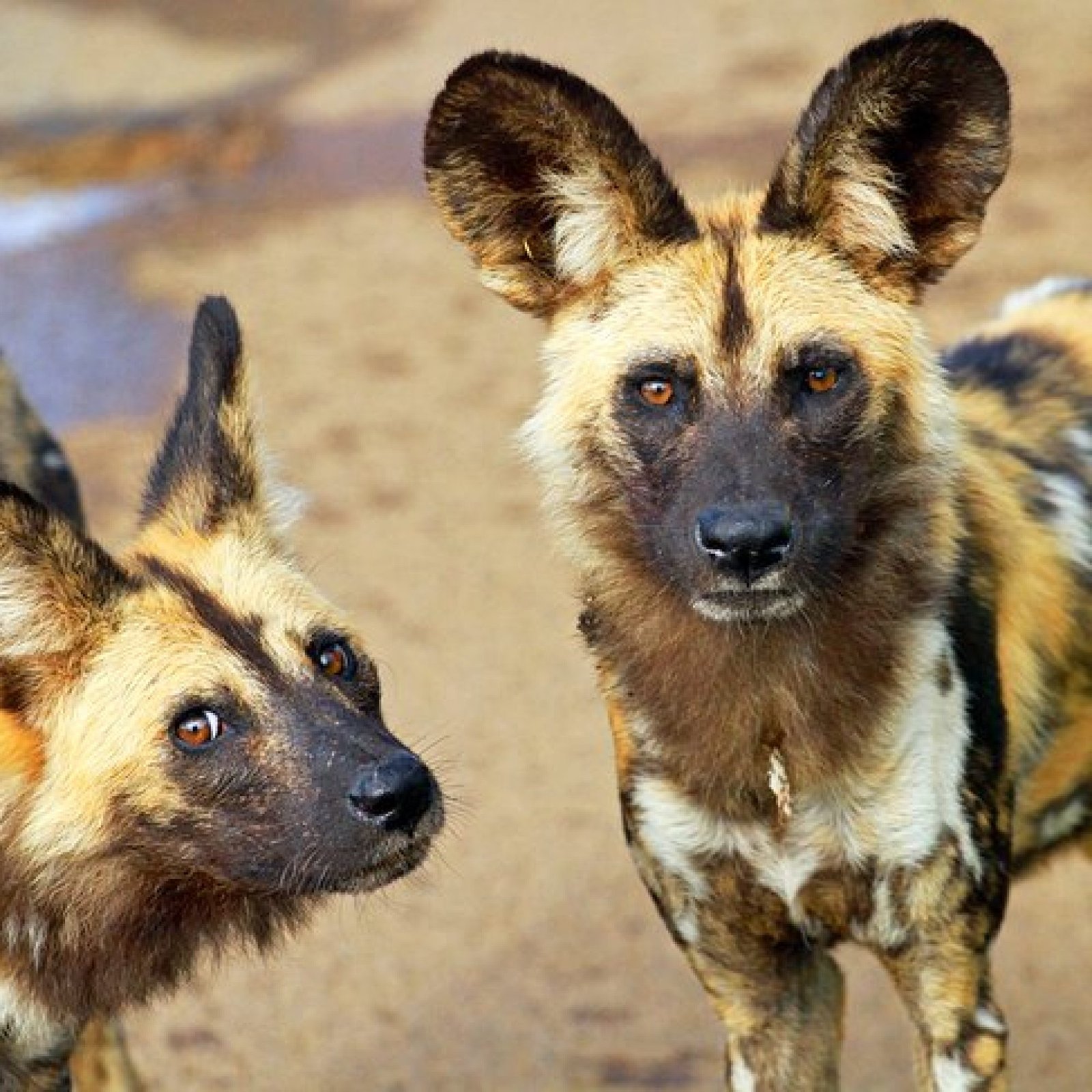 Pilanesberg National Park
