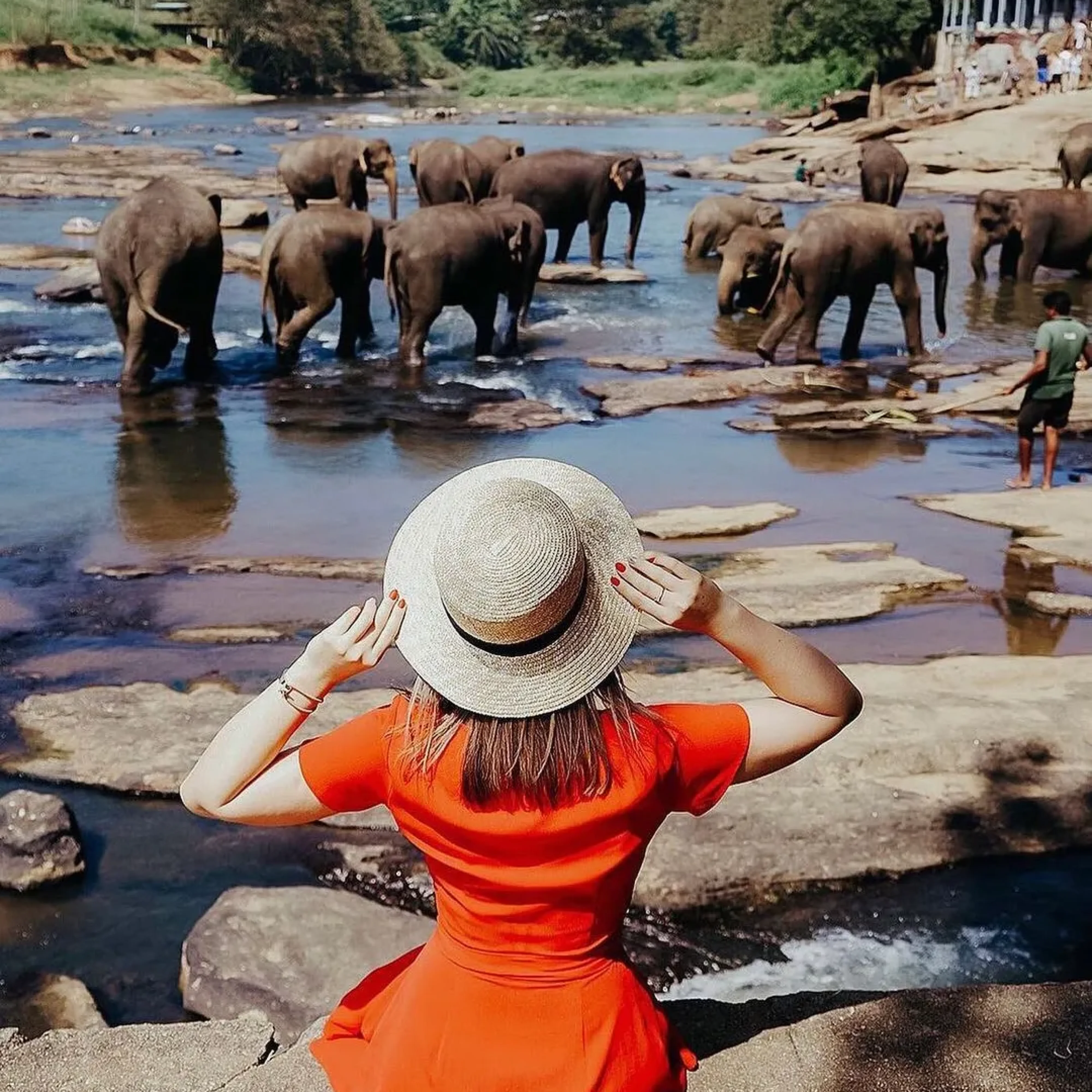 Pinnawala Elephant Orphanage