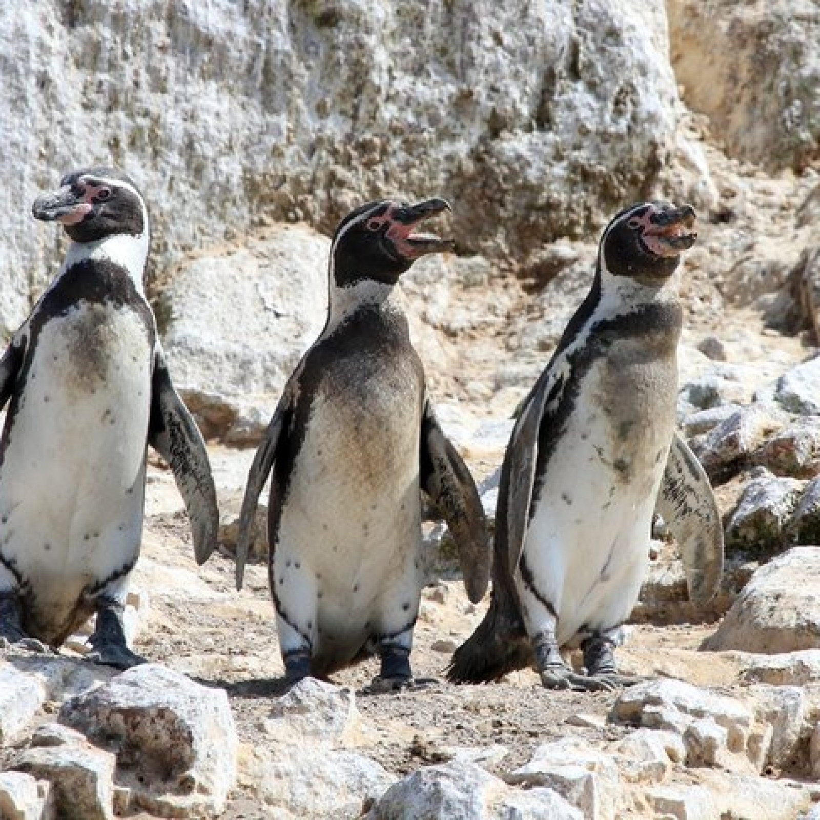 Pisco and the Ballestas Islands (Islas Ballestas)