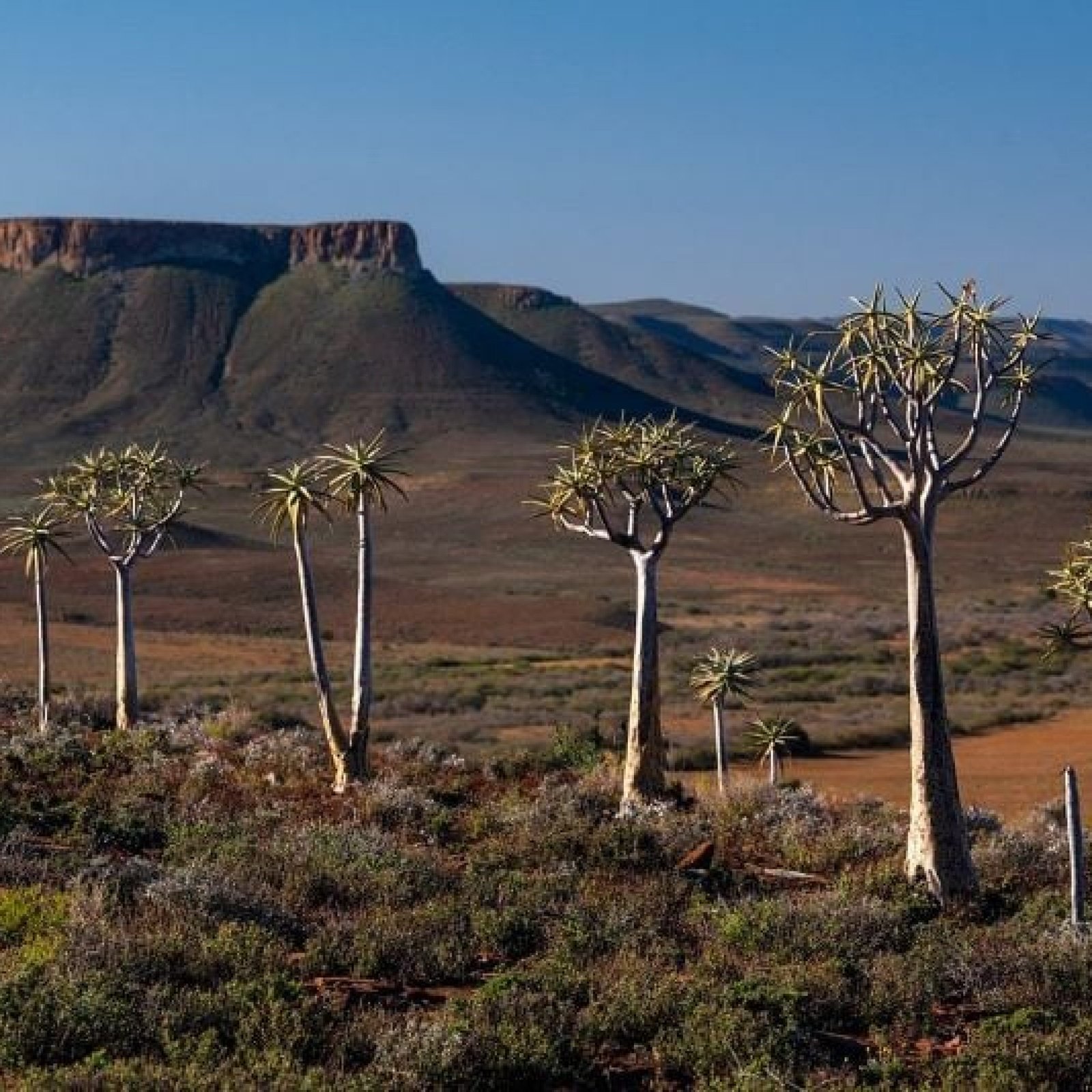 Quiver Tree Forest
