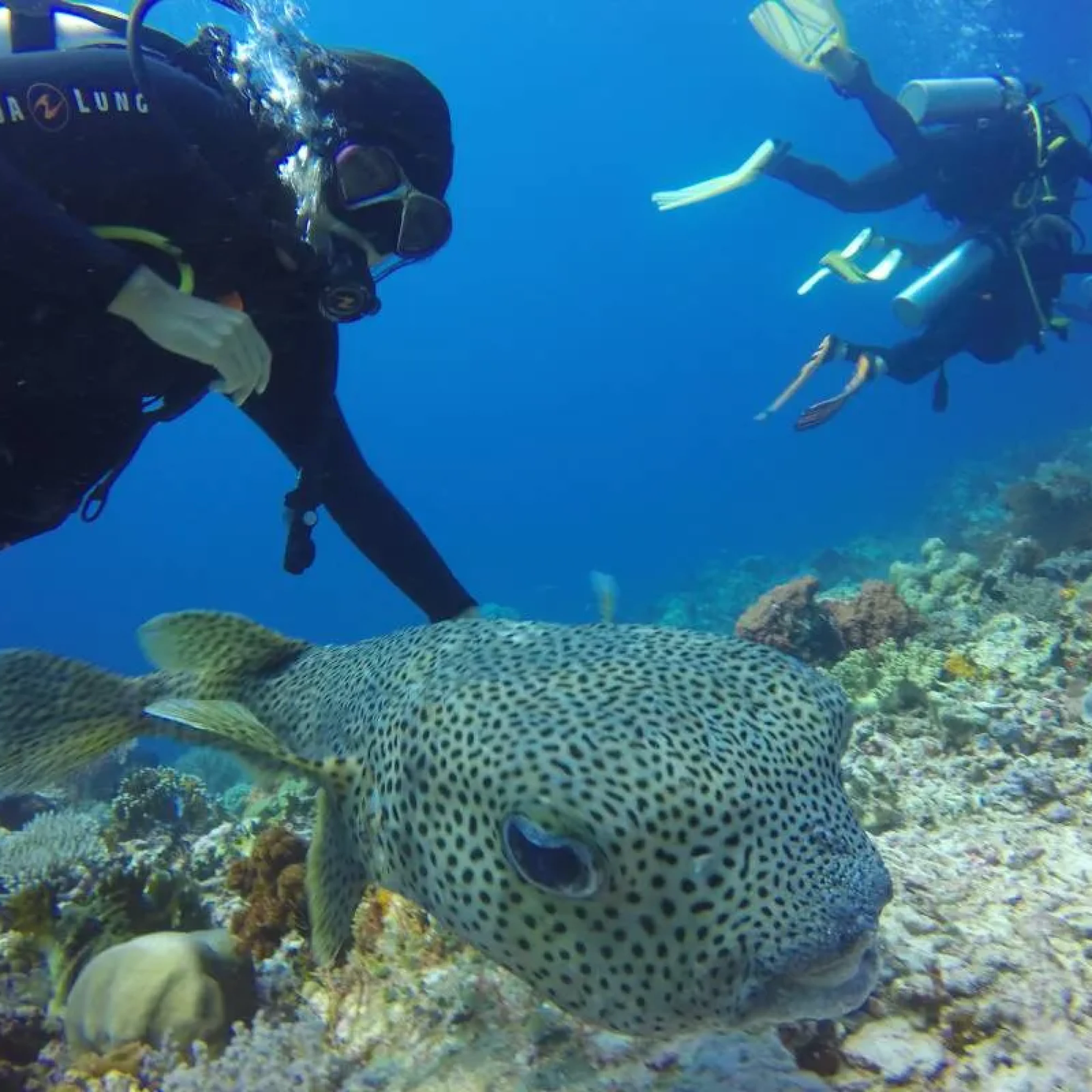 Raja Ampat – Diver’s Paradise