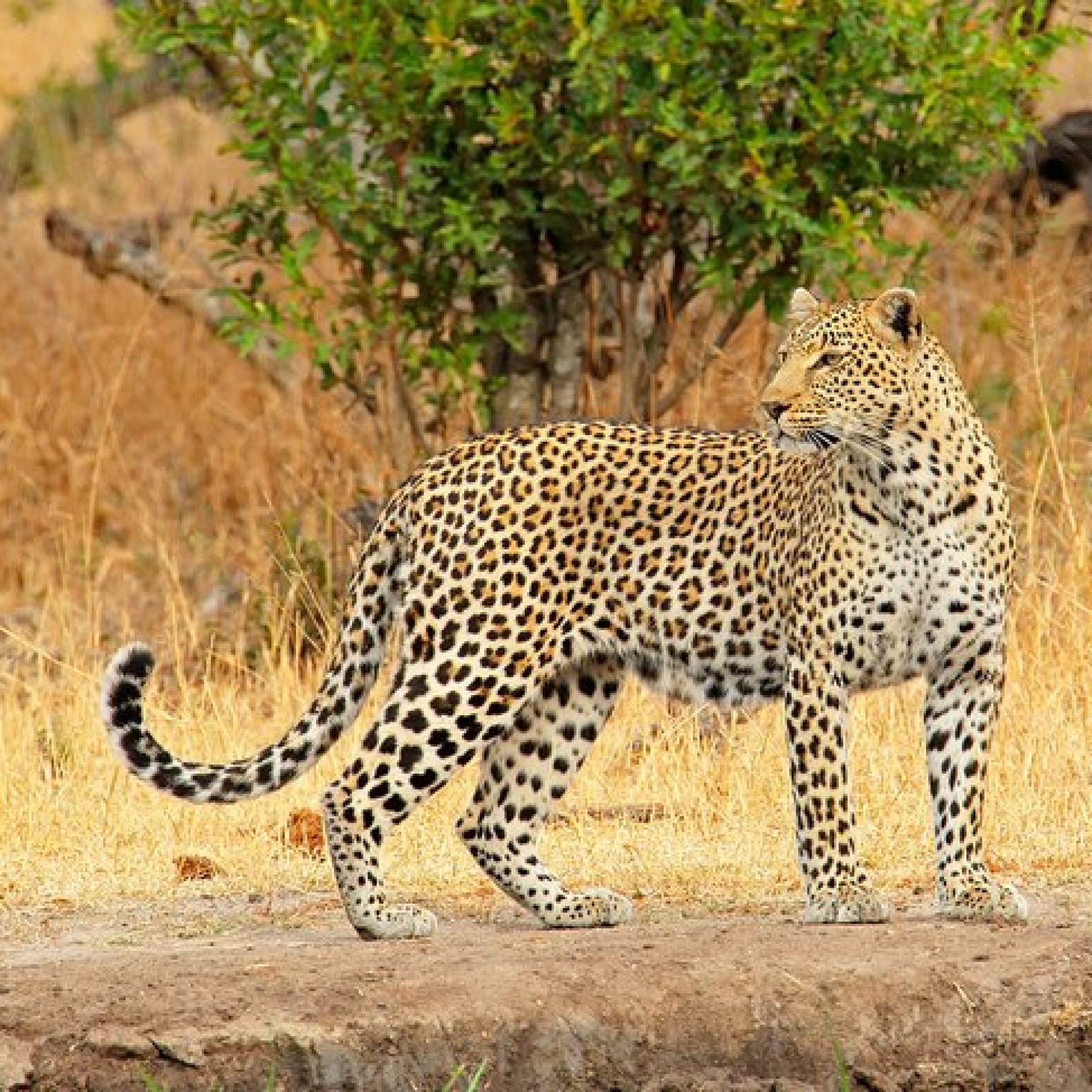 Sabi Sands Game Reserve, Mpumalunga