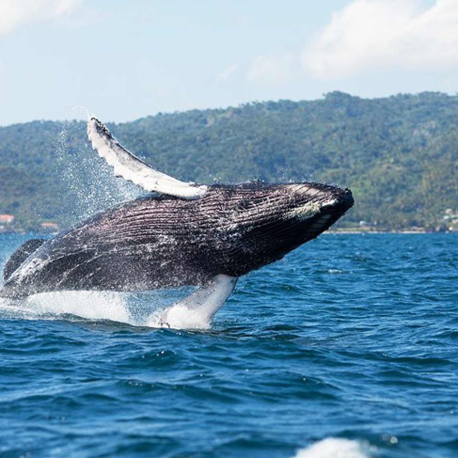 Samana