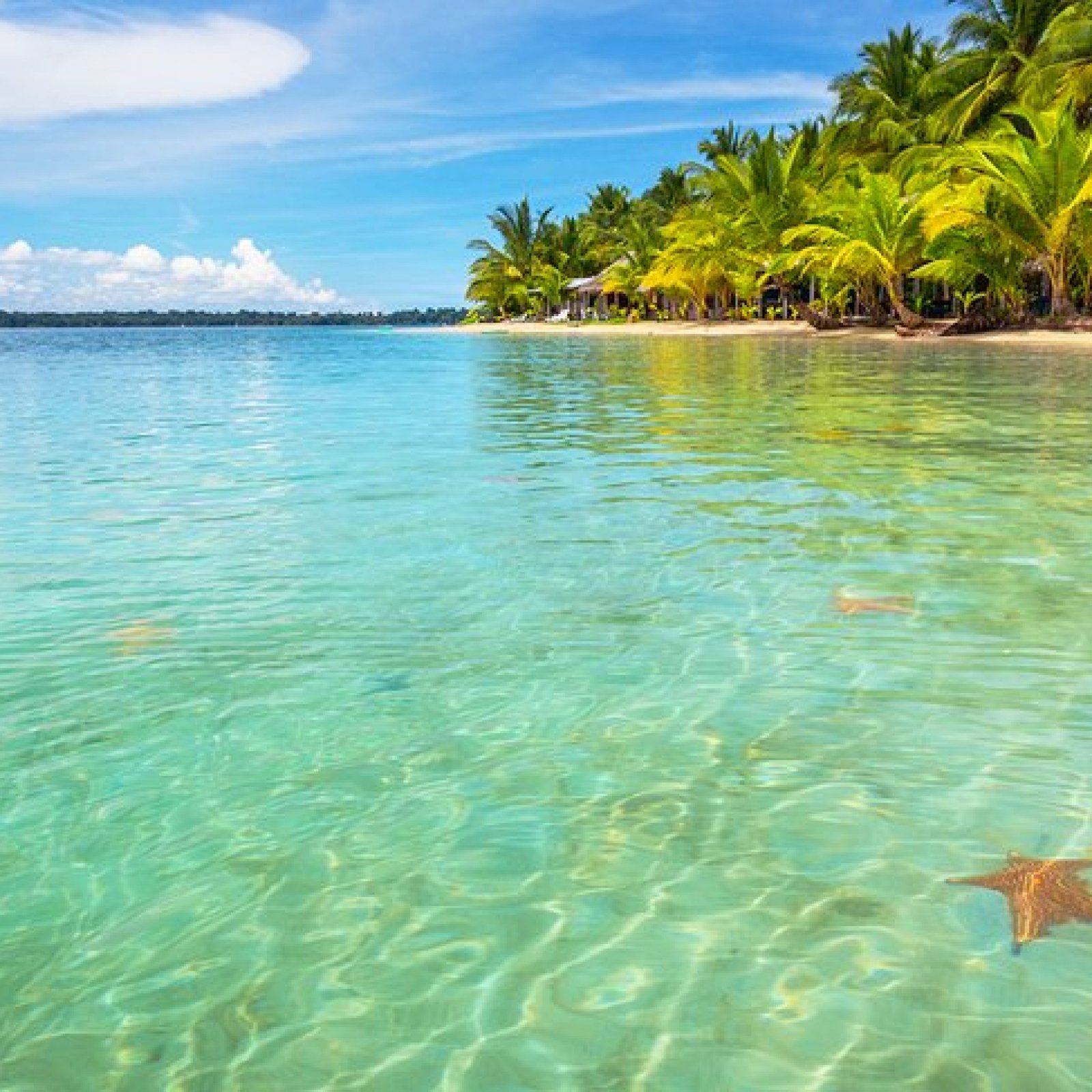 Starfish Beach