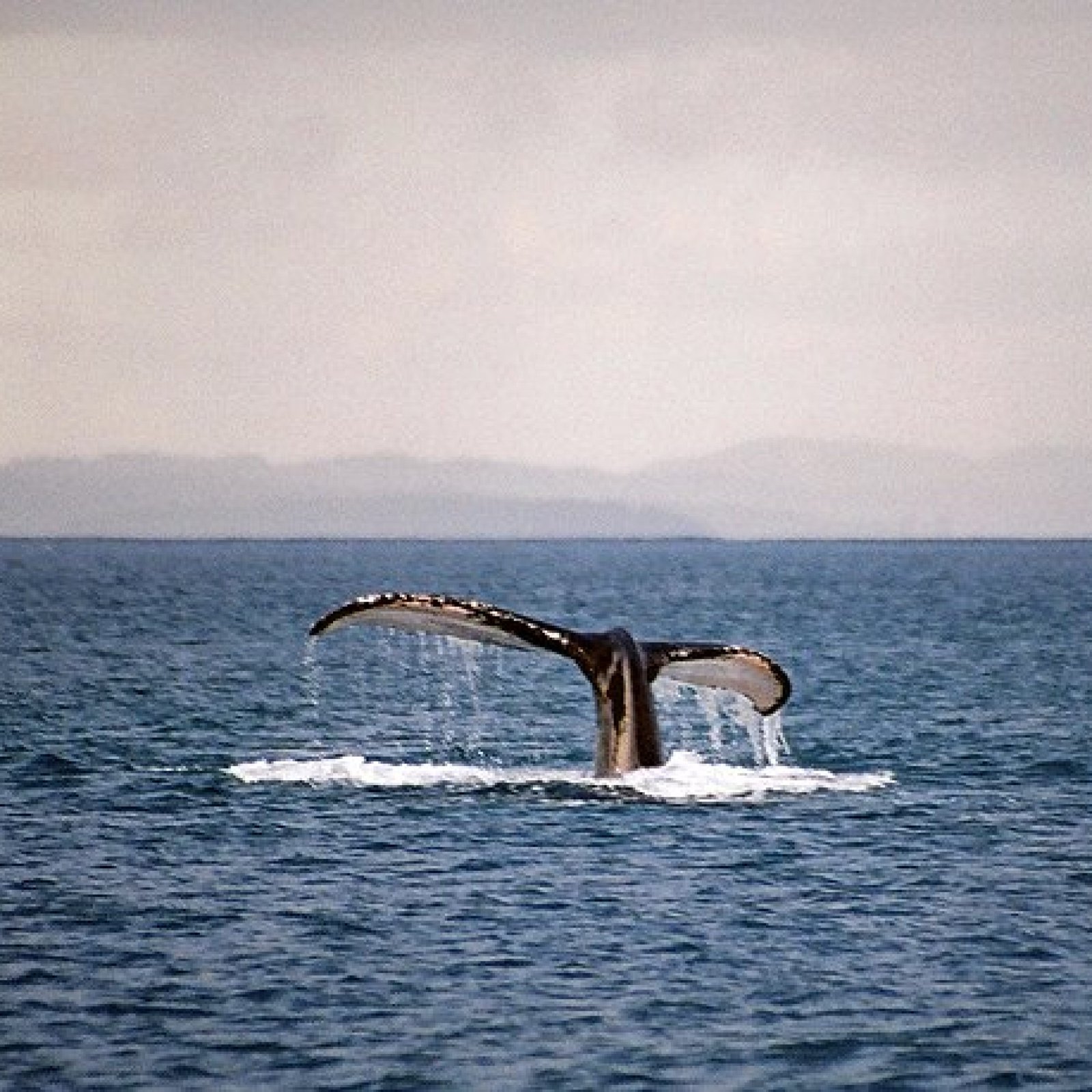 Surfing and Whale Watching at Rincon