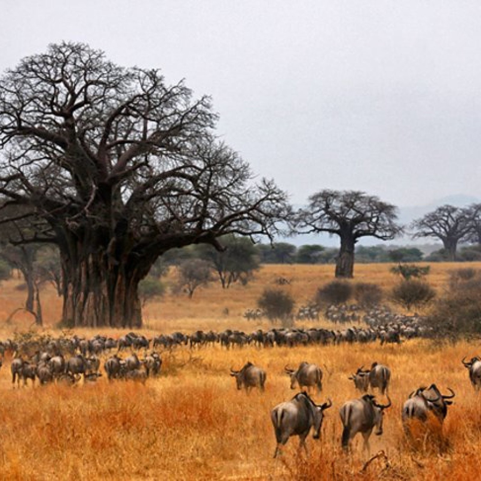 Tarangire National Park