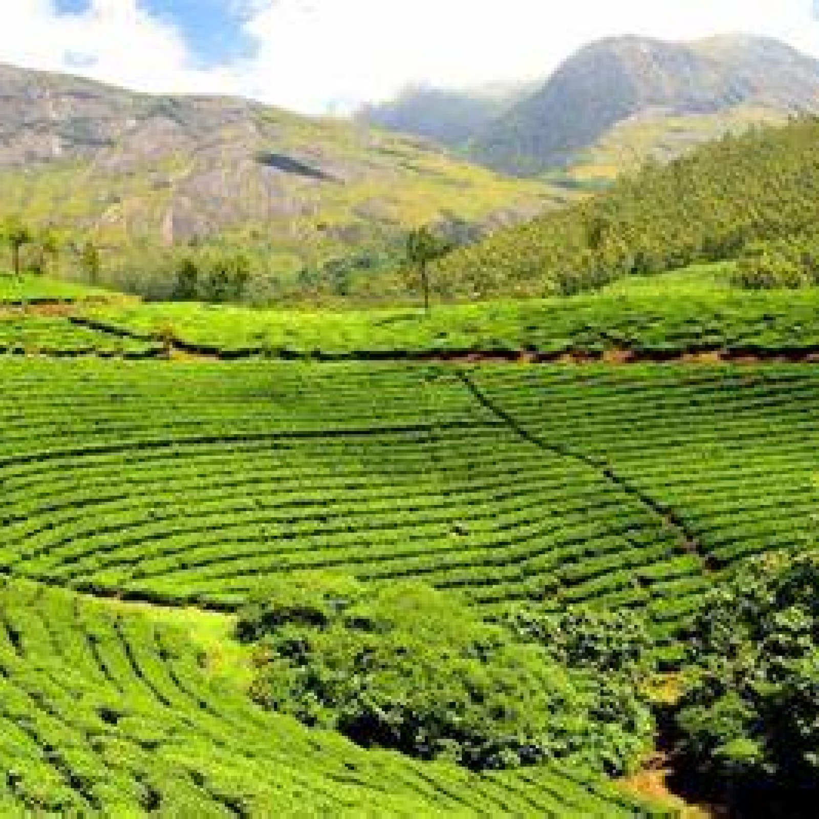 Tea Estates