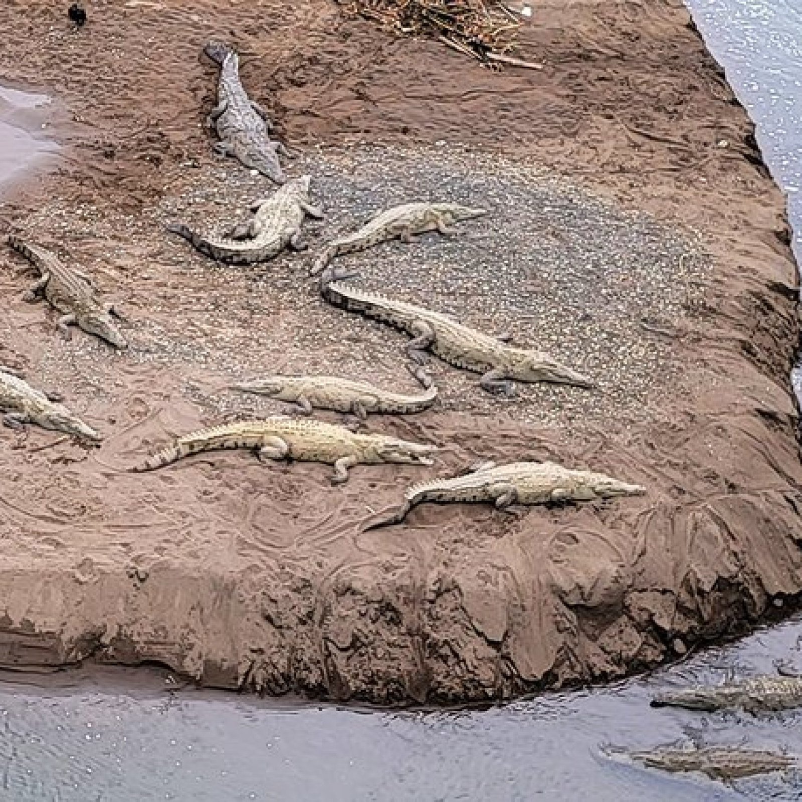 The Crocodile Bridge on the Tarcoles River