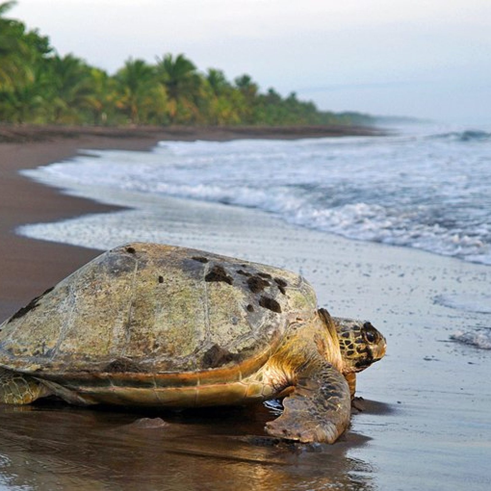 Tortuguero National Park